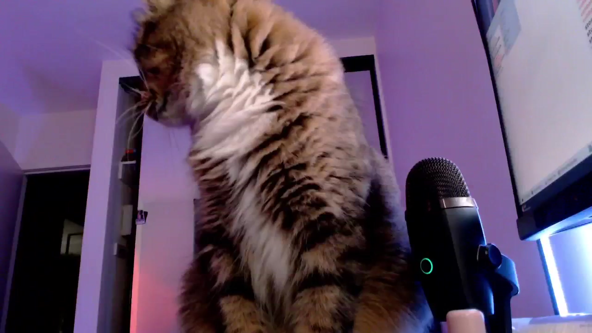 Gallery image thumbnail from StonksRoom's myfreecams stream on, 02/24/2025, 12:04 image 1 of 20