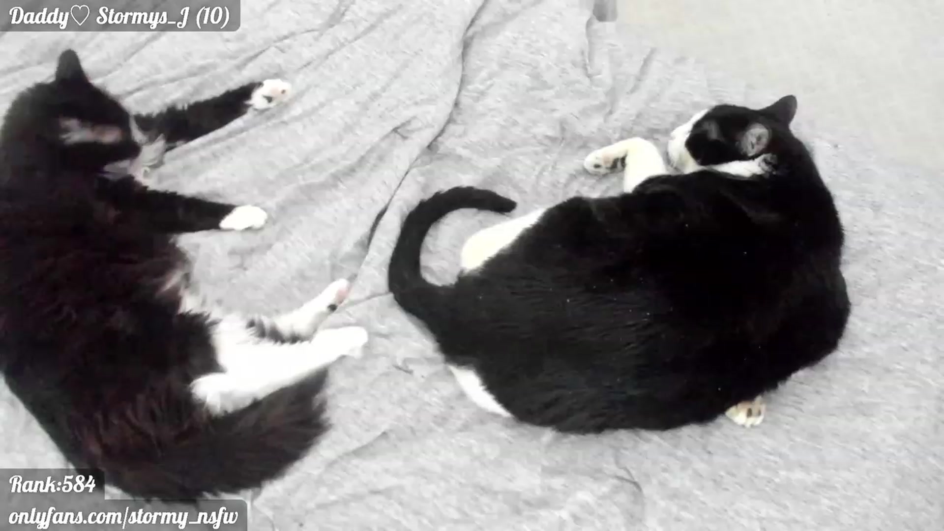 Gallery image thumbnail from Stormy's myfreecams stream on, 02/19/2023, 05:20 image 15 of 20
