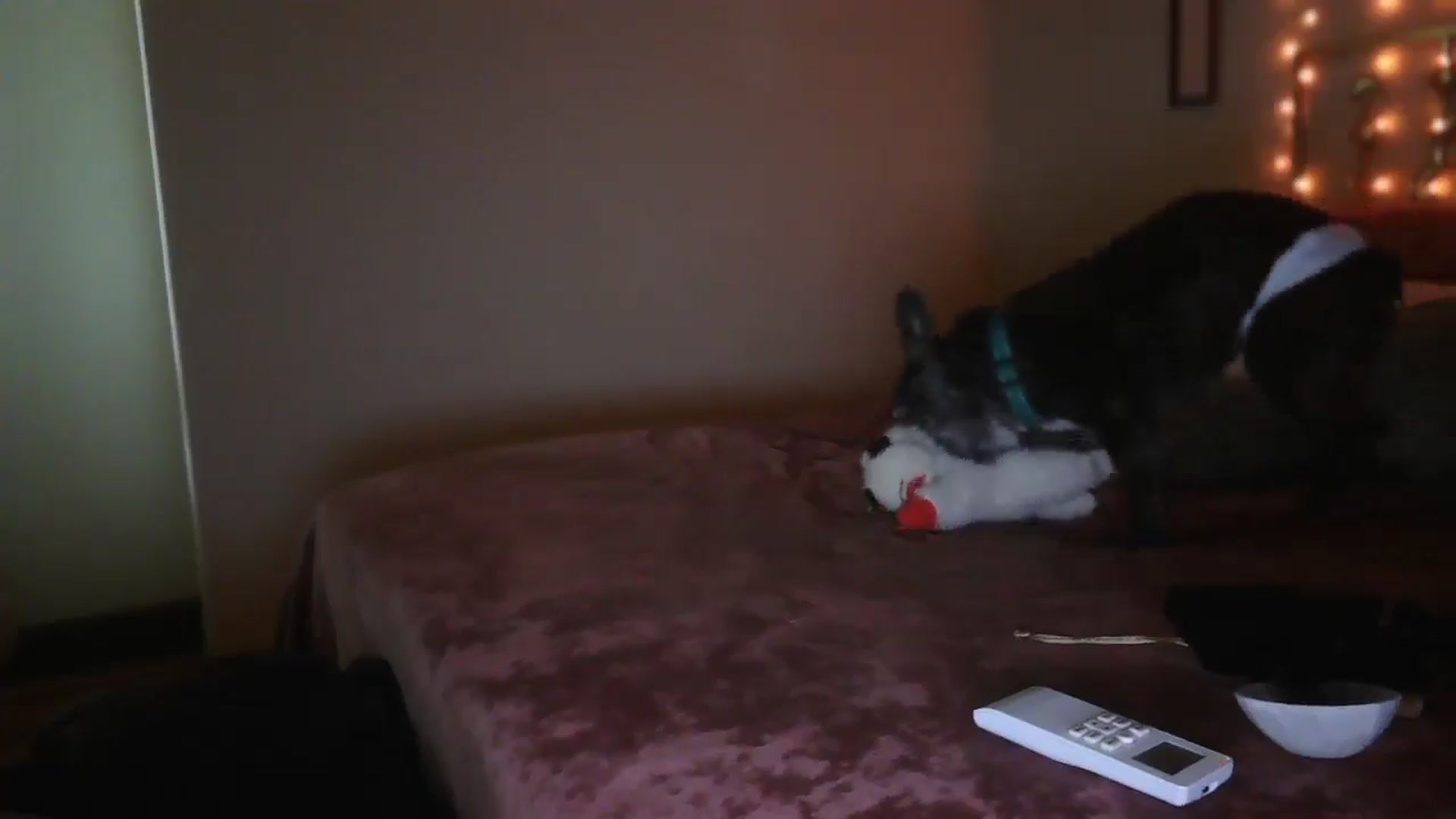 Gallery image thumbnail from SugarTitz's myfreecams stream on, 07/21/2025, 02:04 image 9 of 20