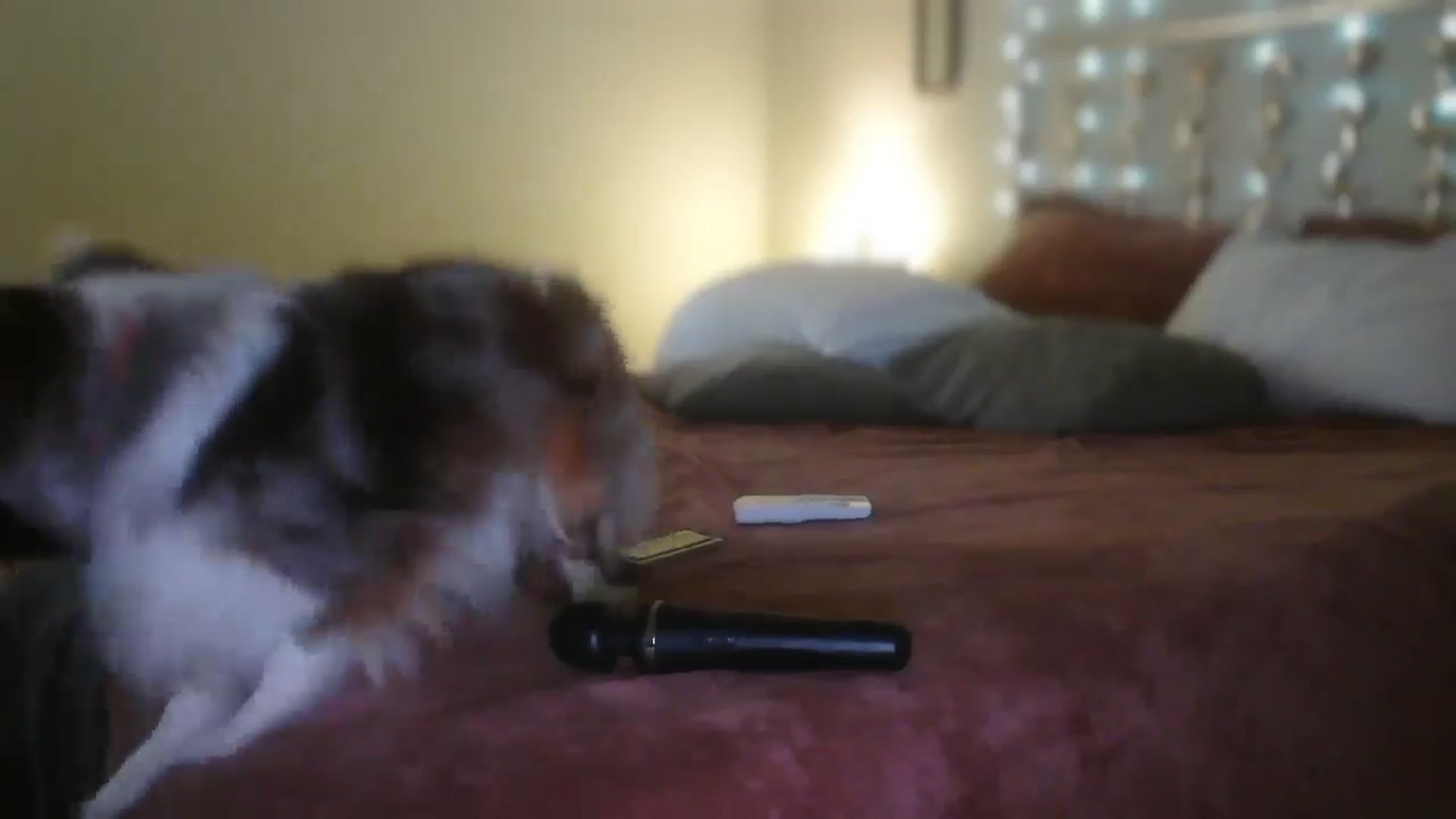 Gallery image thumbnail from SugarTitz's myfreecams stream on, 08/24/2025, 20:10 image 12 of 20