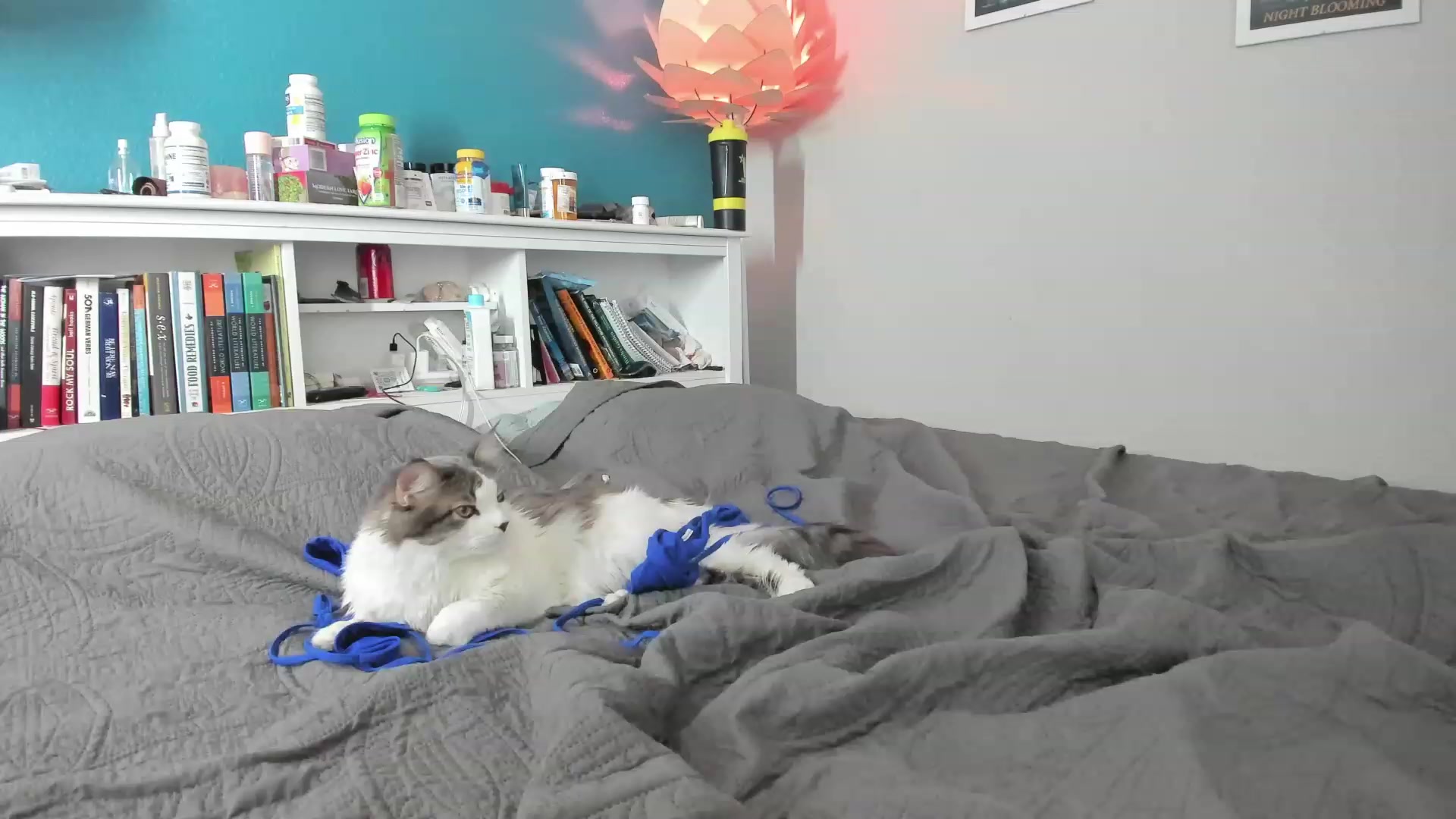 Gallery image thumbnail from SummerHart's myfreecams stream on, 08/07/2023, 03:06 image 11 of 20