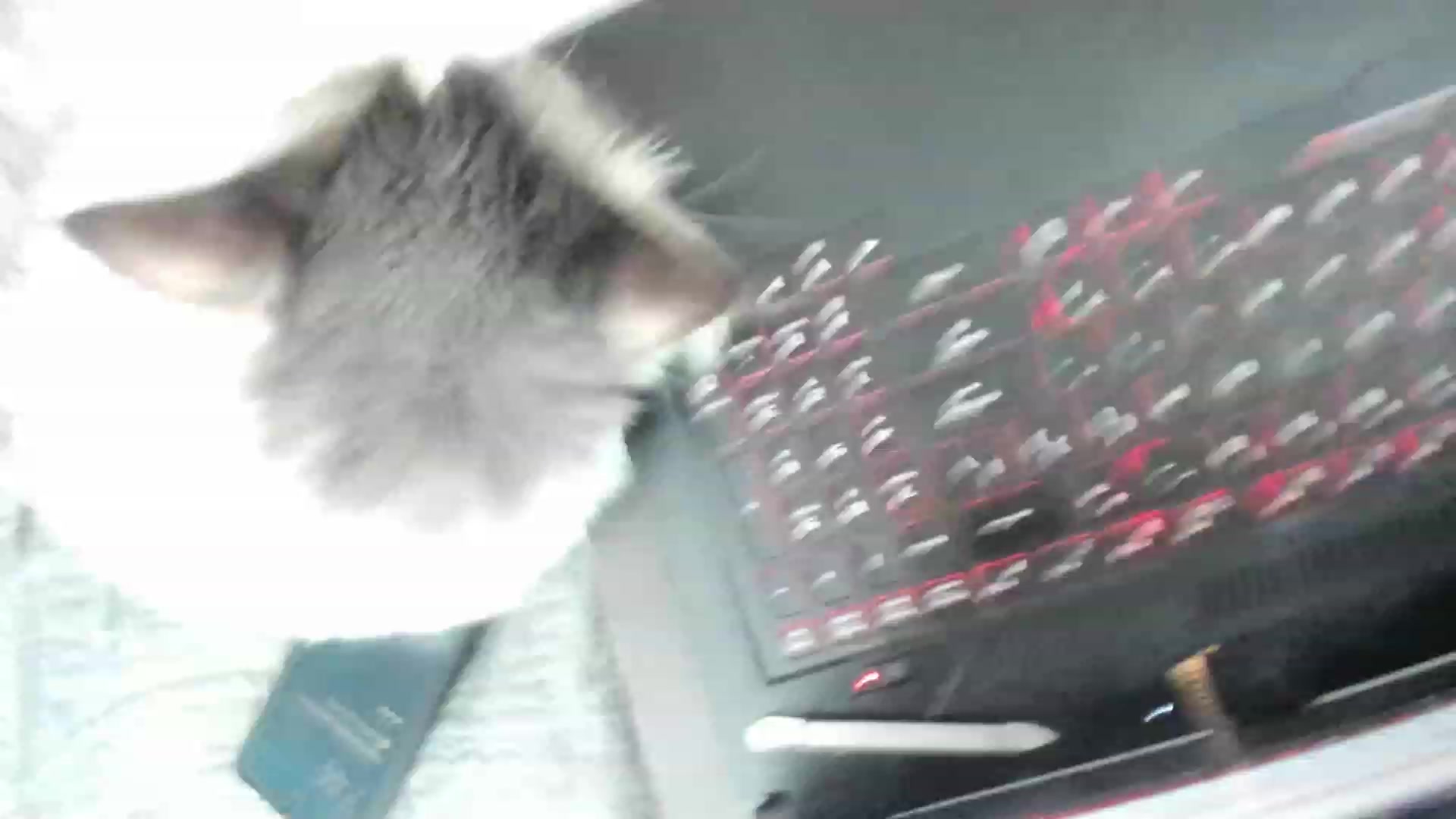 Gallery image thumbnail from SummerHart's myfreecams stream on, 08/07/2023, 03:06 image 16 of 20