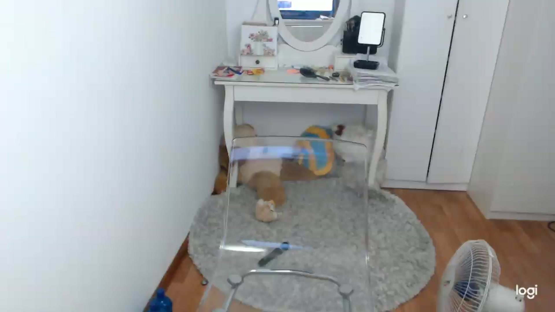 Gallery image thumbnail from SummerJewel's myfreecams stream on, 07/13/2026, 07:03 image 19 of 20