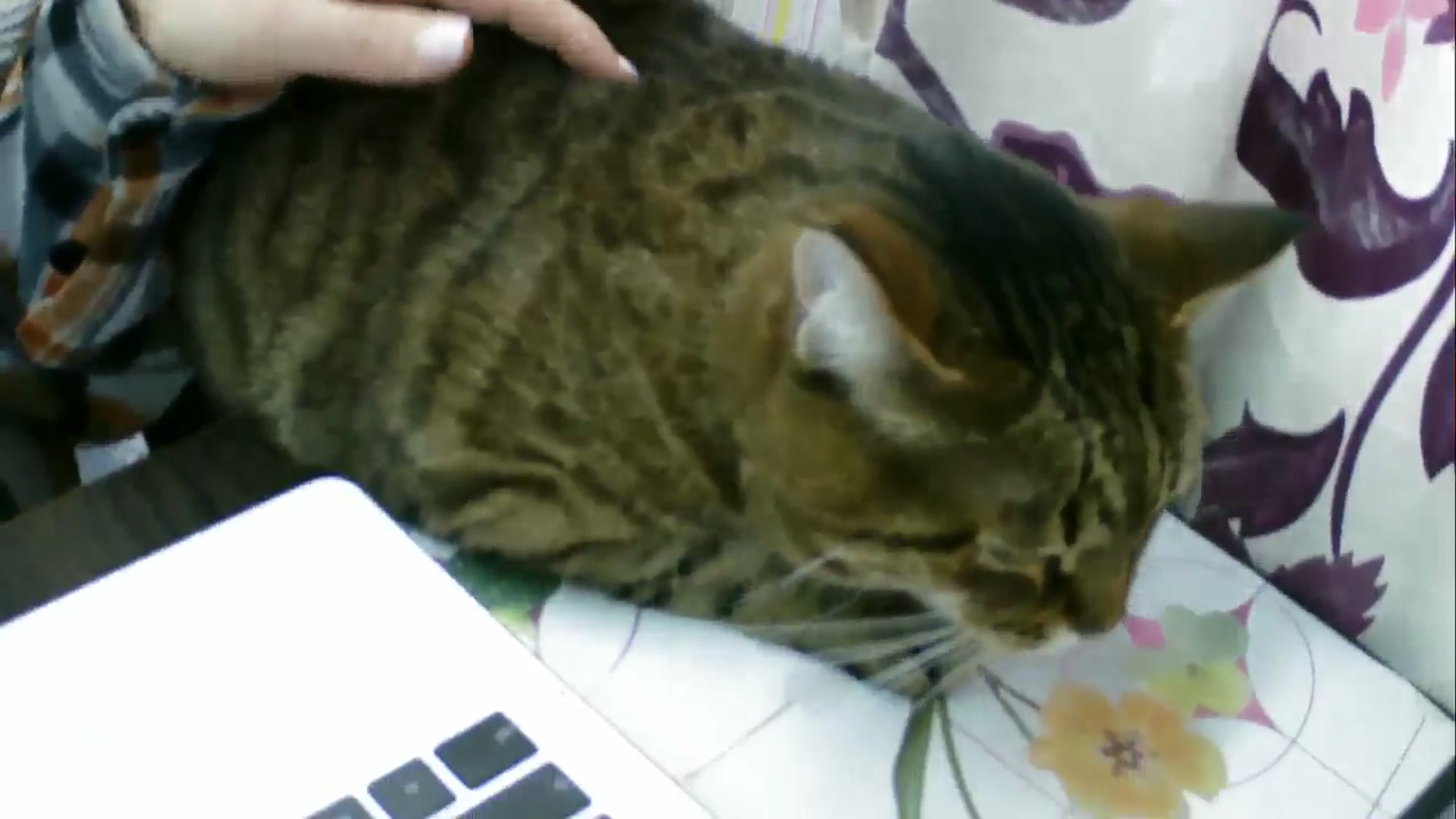 Gallery image thumbnail from SunShine90's myfreecams stream on, 02/18/2026, 11:27 image 14 of 20