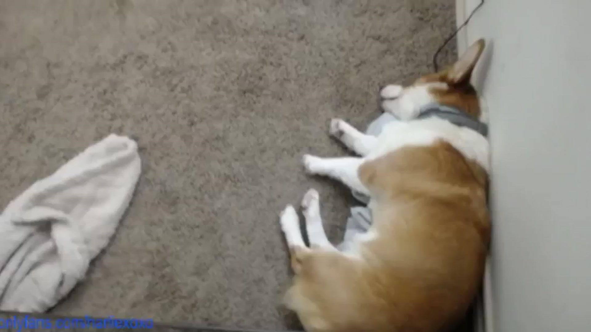Gallery image thumbnail from SweetHarlie's myfreecams stream on, 04/24/2025, 22:45 image 15 of 20