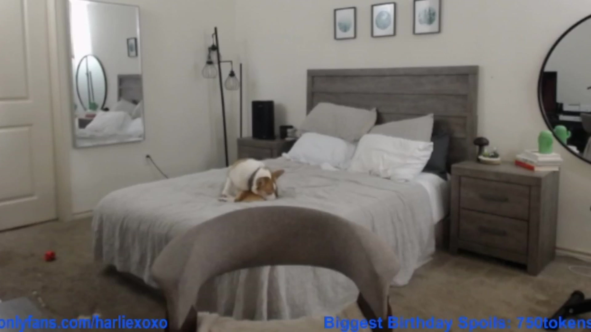 Gallery image thumbnail from SweetHarlie's myfreecams stream on, 09/07/2025, 04:11 image 2 of 20