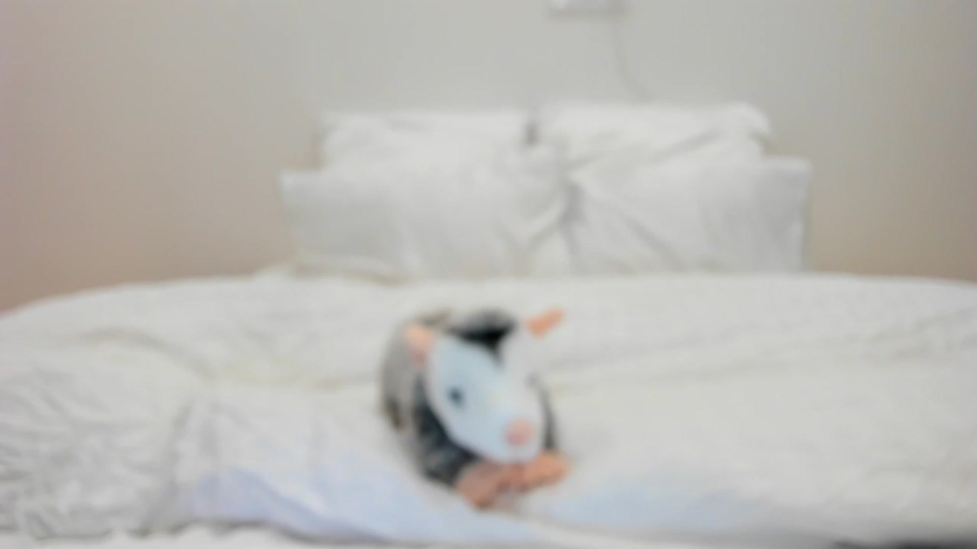 Gallery image thumbnail from SweetKlem's myfreecams stream on, 11/22/2022, 22:17 image 15 of 20