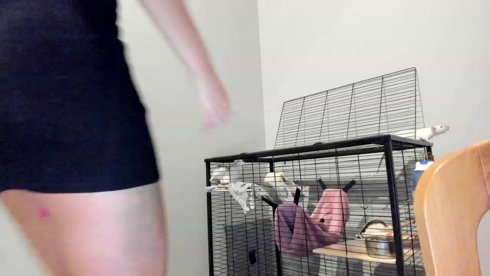 Gallery image thumbnail from SweetKlem's myfreecams stream on, 08/25/2023, 22:17 image 3 of 20