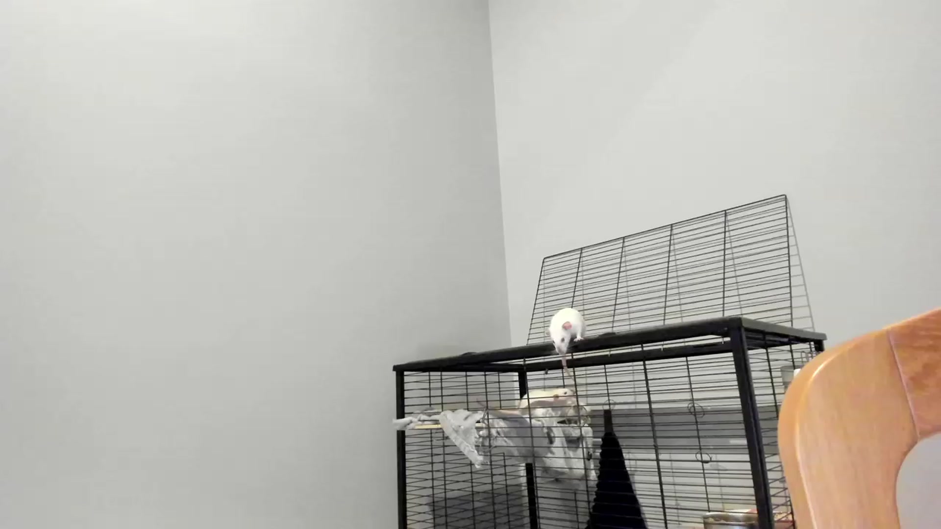 Gallery image thumbnail from SweetKlem's myfreecams stream on, 08/25/2023, 22:17 image 4 of 20