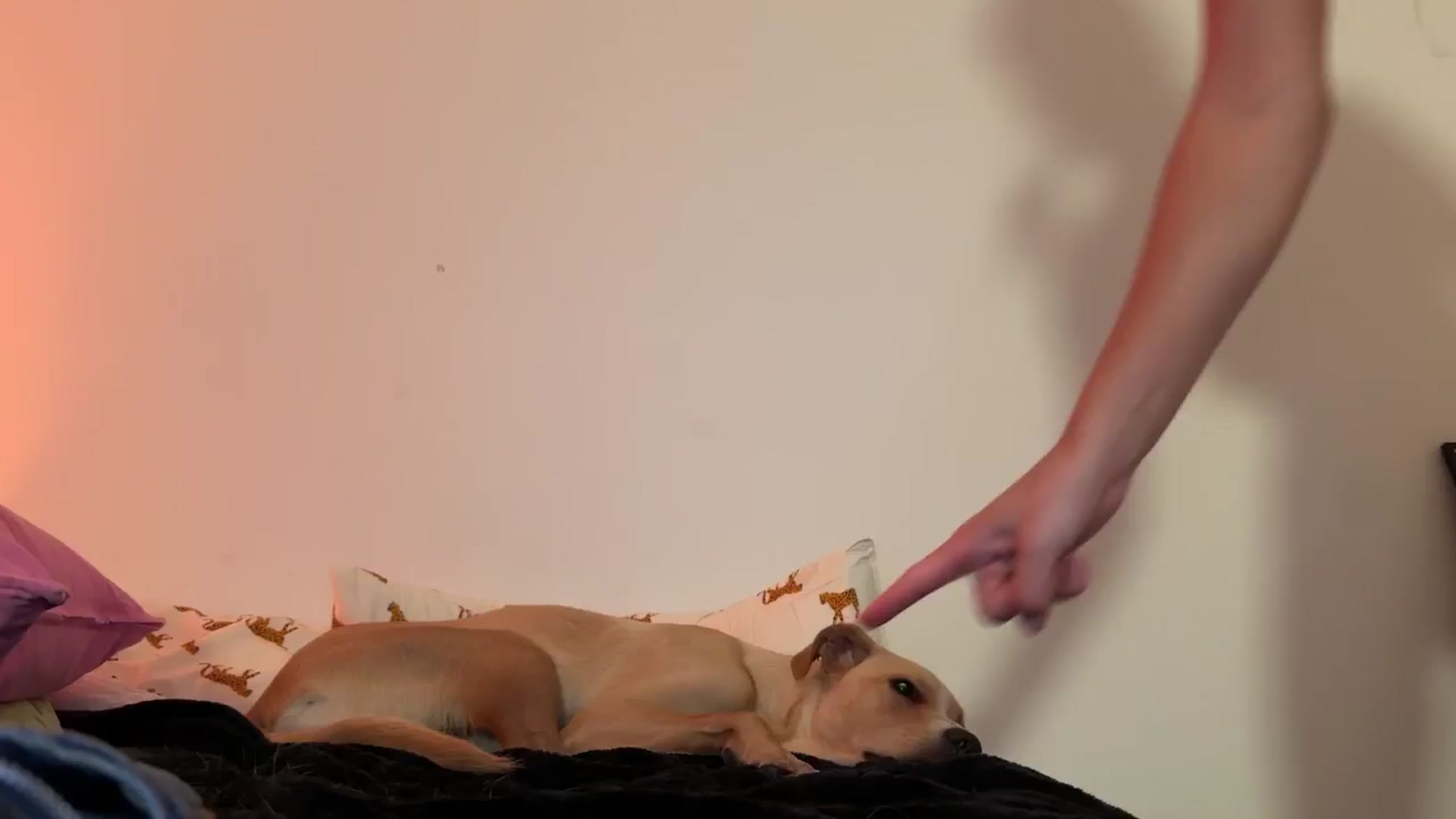 Gallery image thumbnail from SweetKlem's myfreecams stream on, 08/30/2024, 03:53 image 4 of 20