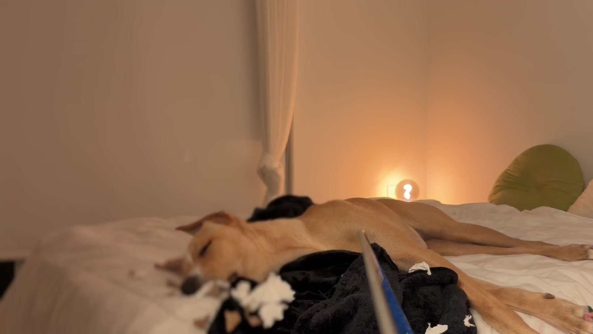 Gallery image thumbnail from SweetKlem's myfreecams stream on, 09/15/2024, 07:54 image 10 of 20