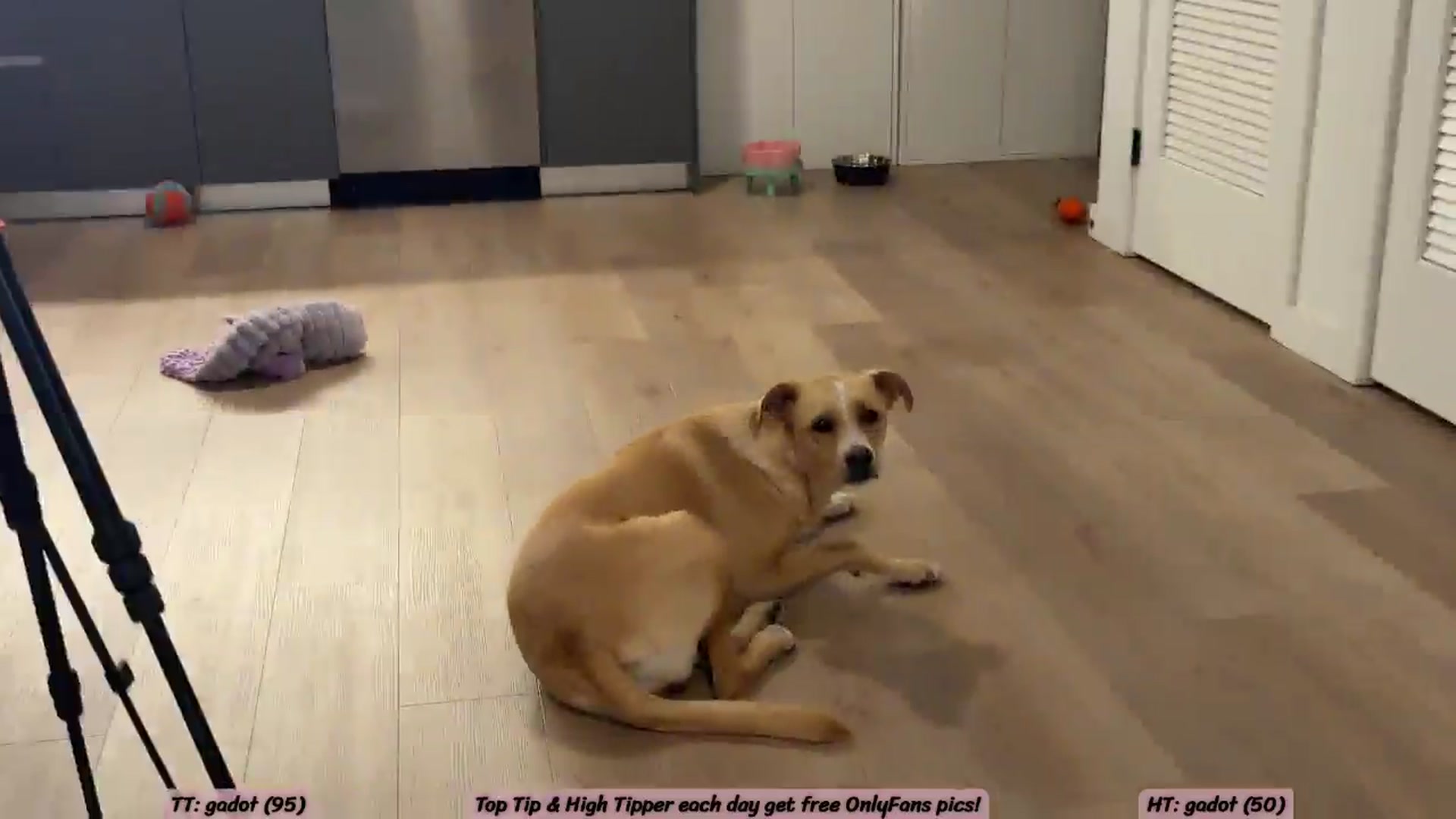 Gallery image thumbnail from SweetKlem's myfreecams stream on, 03/25/2026, 02:03 image 20 of 20
