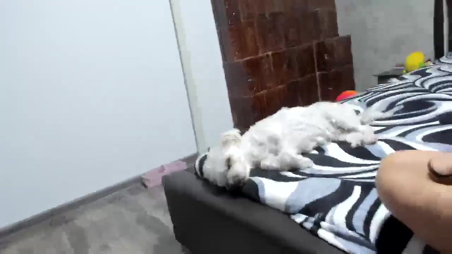 Gallery image thumbnail from Sweet__Alexa's myfreecams stream on, 11/24/2024, 19:39 image 20 of 20