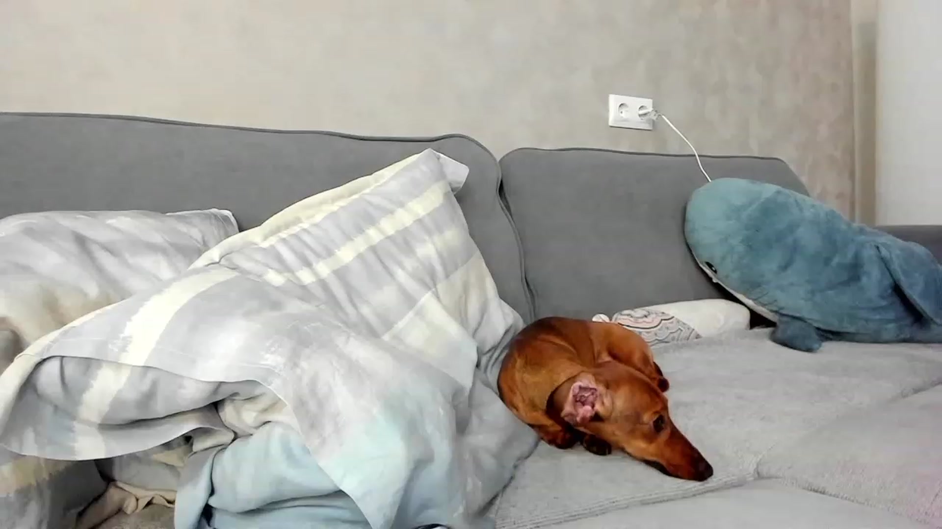 Gallery image thumbnail from SweetyAri's myfreecams stream on, 02/23/2023, 06:37 image 7 of 20