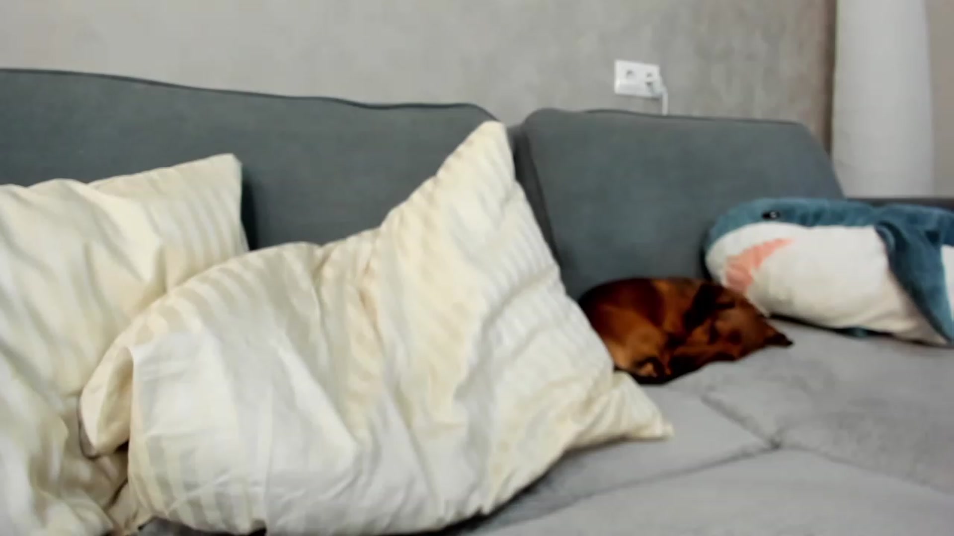 Gallery image thumbnail from SweetyAri's myfreecams stream on, 04/22/2023, 08:10 image 16 of 20