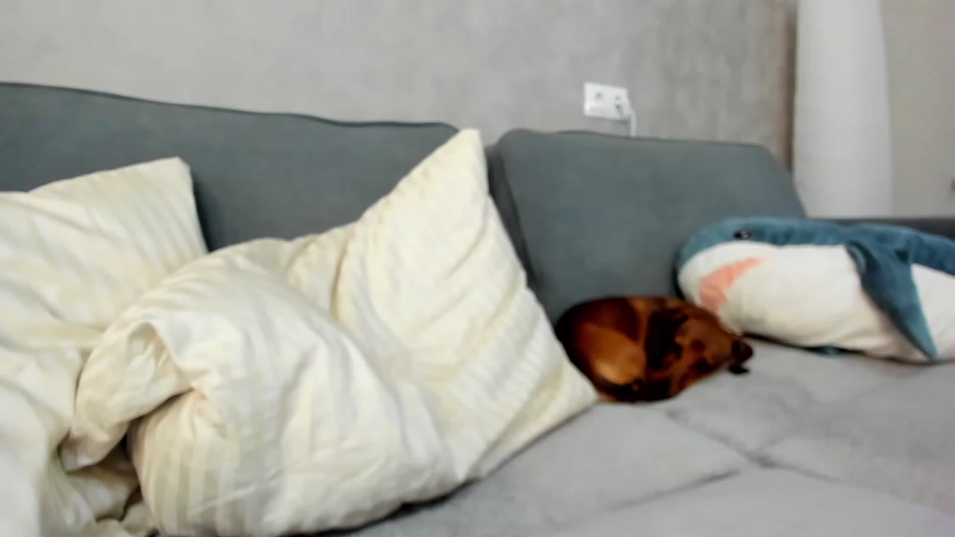 Gallery image thumbnail from SweetyAri's myfreecams stream on, 04/22/2023, 08:10 image 3 of 20