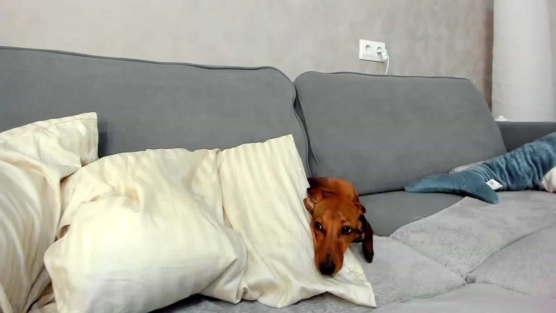 Gallery image thumbnail from SweetyAri's myfreecams stream on, 05/10/2023, 06:21 image 20 of 20