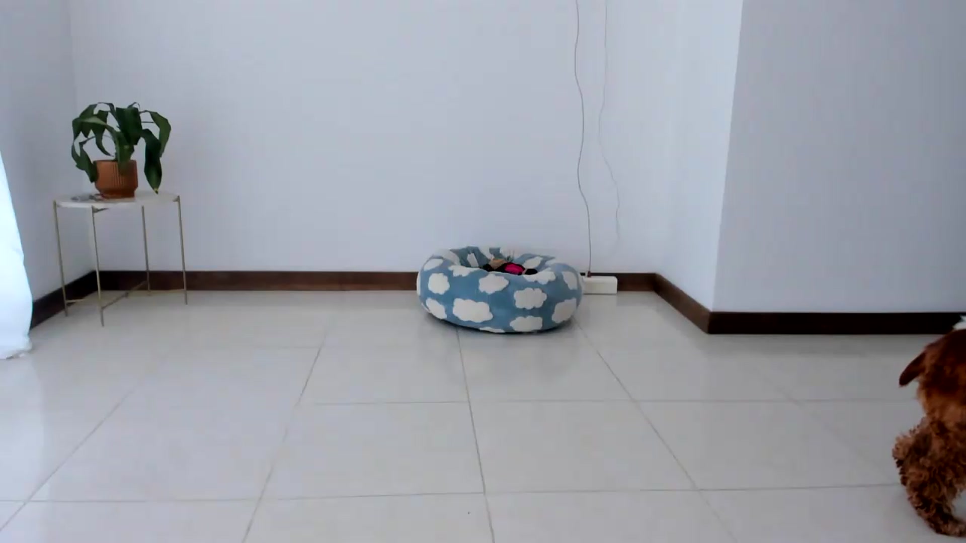 Gallery image thumbnail from TaniaAngel's myfreecams stream on, 07/30/2026, 22:14 image 19 of 20