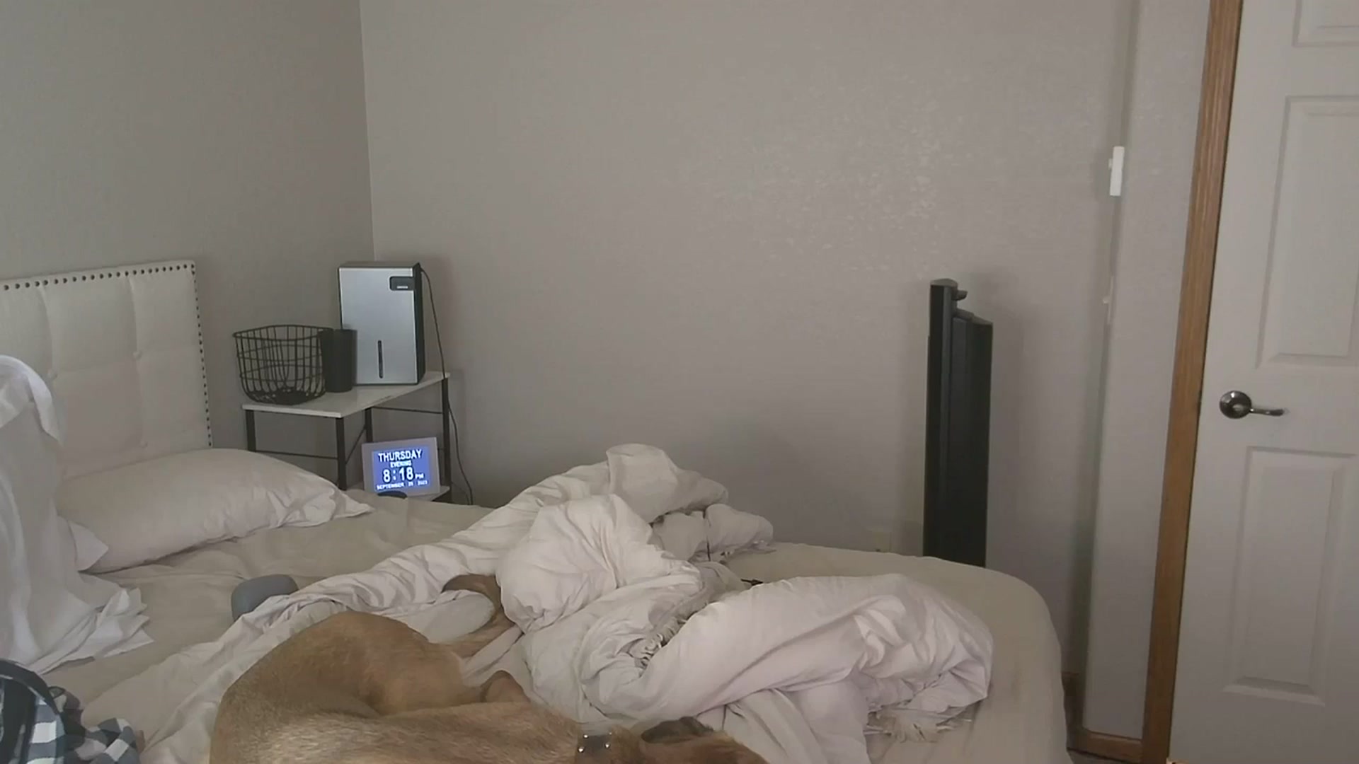 Gallery image thumbnail from Tayforceone's myfreecams stream on, 09/29/2023, 03:13 image 9 of 20