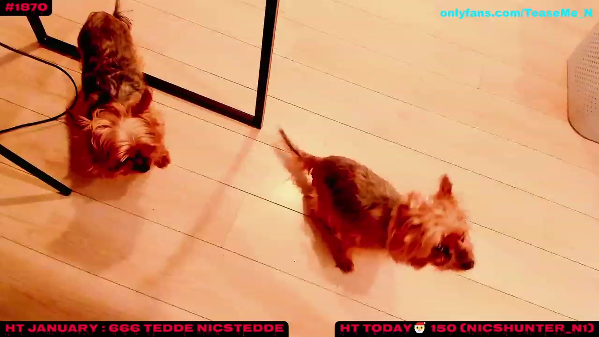 Gallery image thumbnail from TeaseMe_N's myfreecams stream on, 01/08/2023, 07:02 image 5 of 20