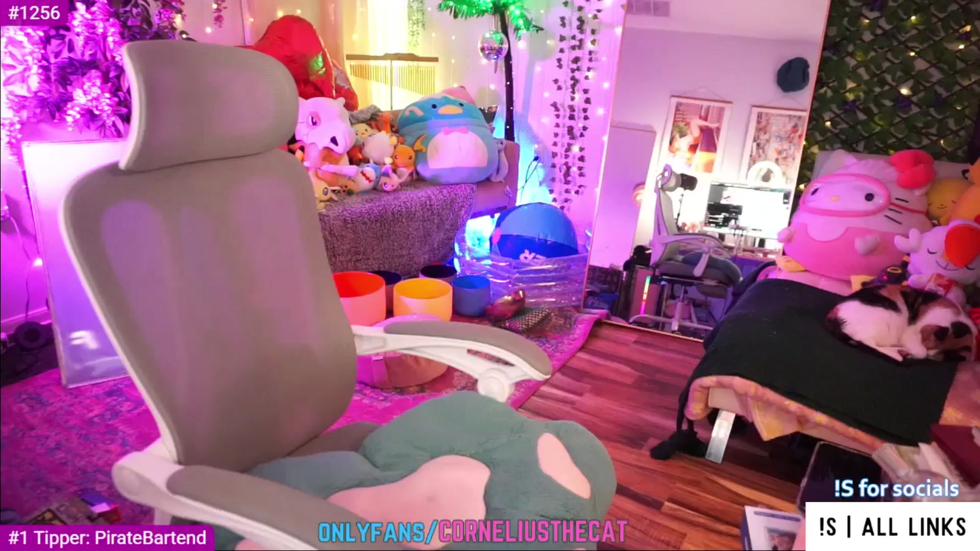 Gallery image thumbnail from TheCatCo's myfreecams stream on, 05/10/2025, 07:32 image 14 of 20