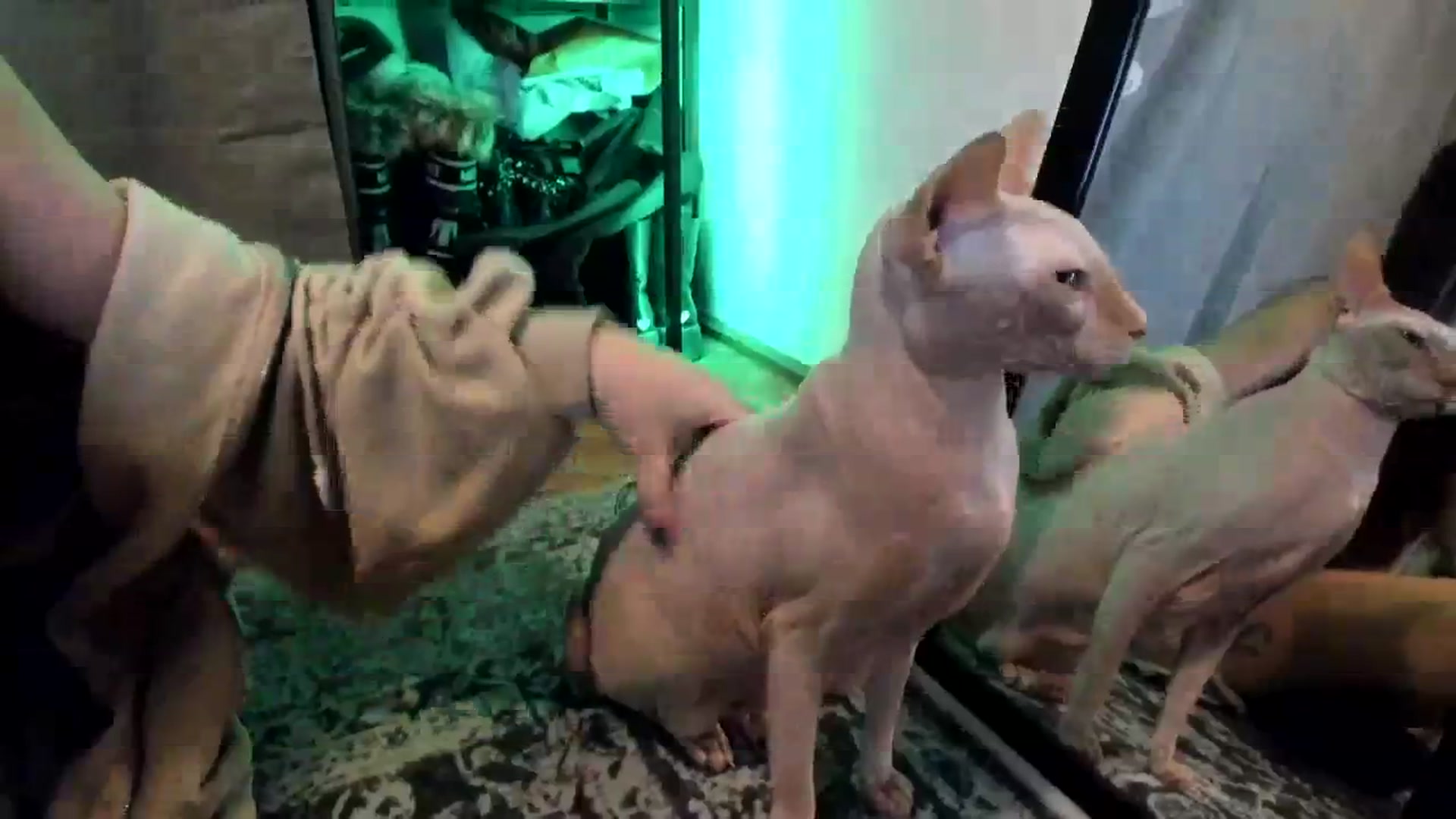 Gallery image thumbnail from TheScrewer's myfreecams stream on, 02/24/2024, 22:30 image 9 of 20