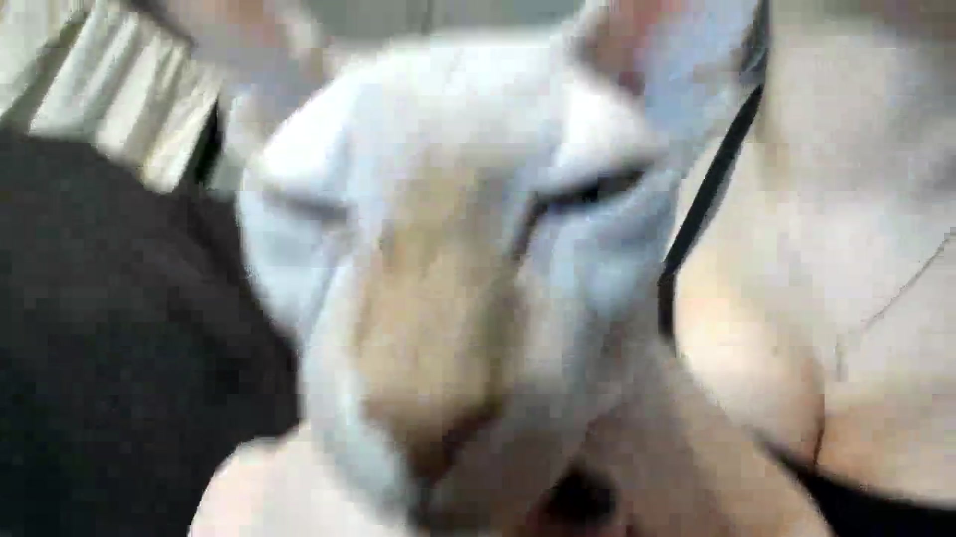 Gallery image thumbnail from TheScrewer's myfreecams stream on, 03/06/2024, 22:05 image 7 of 20