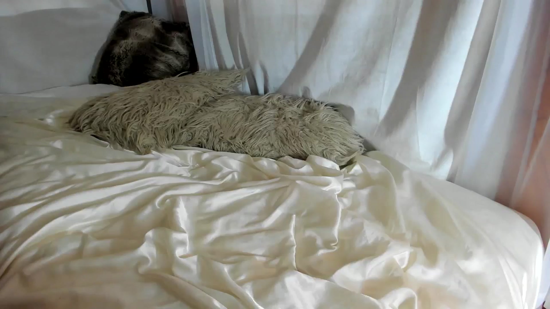 Gallery image thumbnail from The__GOAT's myfreecams stream on, 10/29/2023, 16:32 image 2 of 20