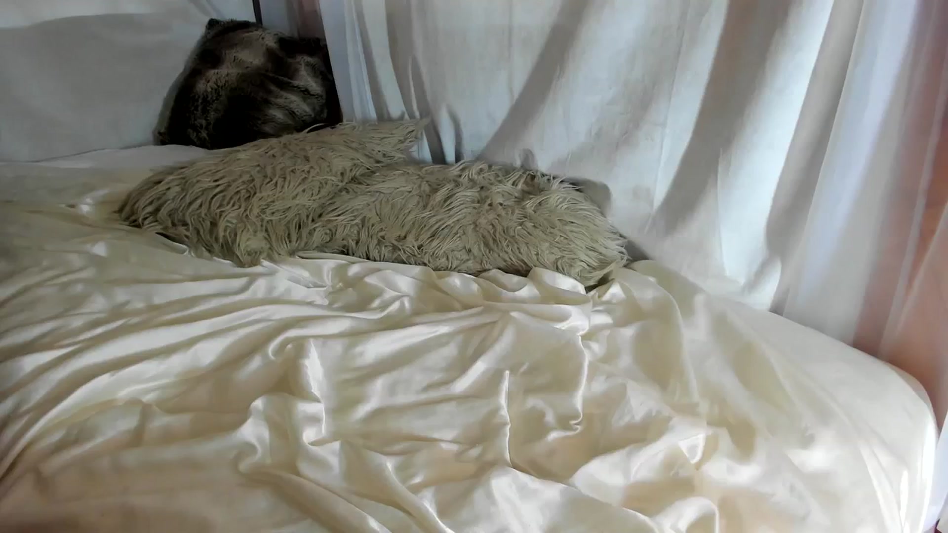 Gallery image thumbnail from The__GOAT's myfreecams stream on, 10/29/2023, 16:32 image 1 of 20