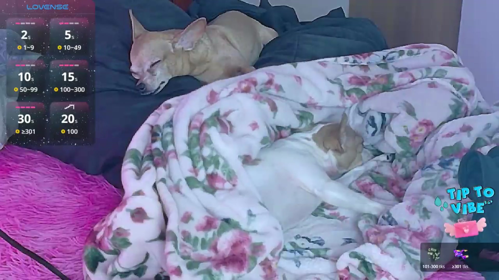 Gallery image thumbnail from Tifannys_ti's myfreecams stream on, 05/26/2026, 14:09 image 9 of 20