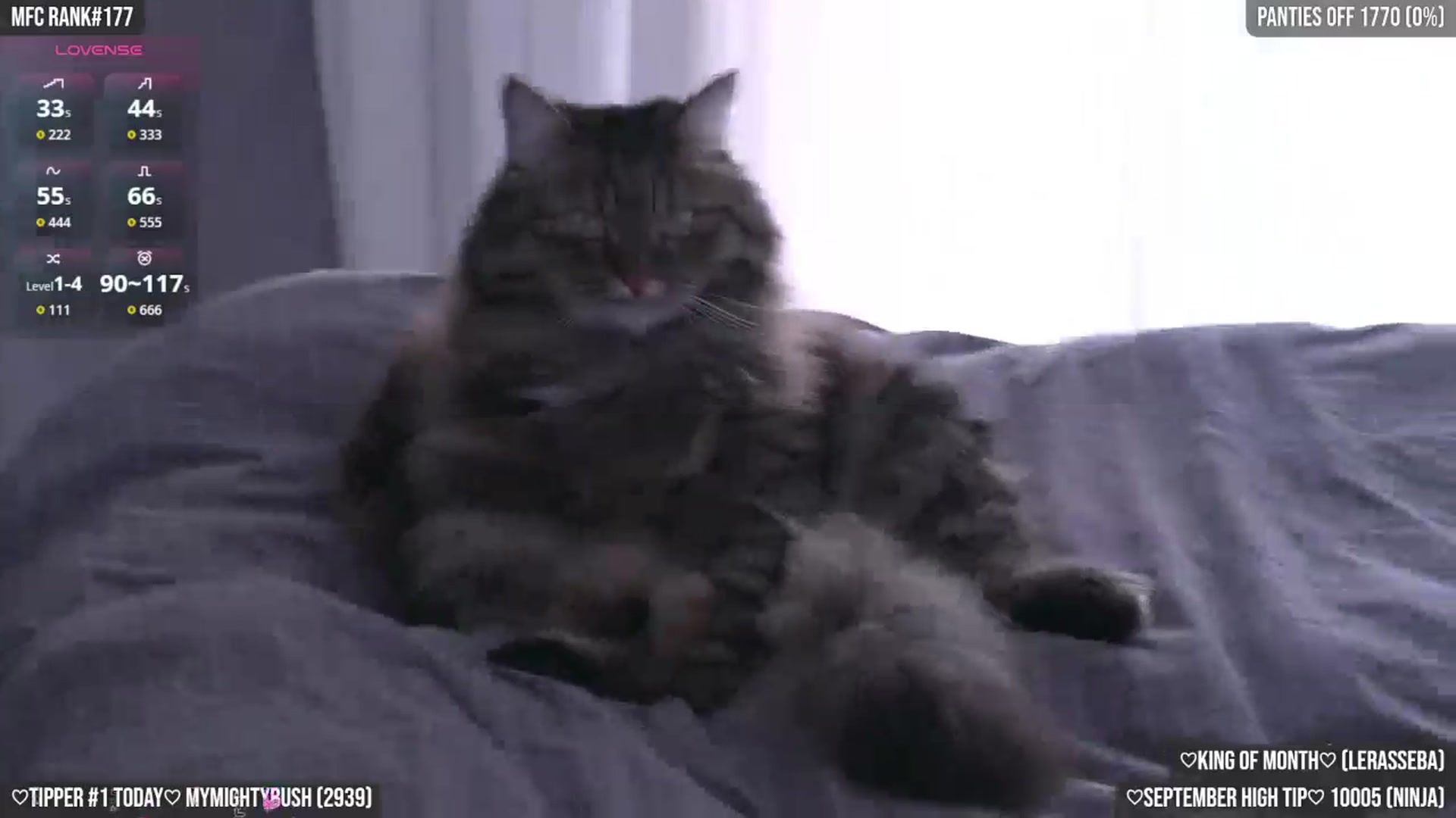Gallery image thumbnail from TighttAss's myfreecams stream on, 09/10/2025, 05:52 image 9 of 20