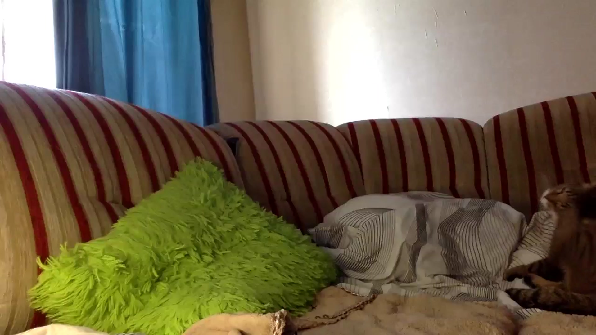 Gallery image thumbnail from Tilly_Casti's myfreecams stream on, 07/10/2025, 14:16 image 17 of 20