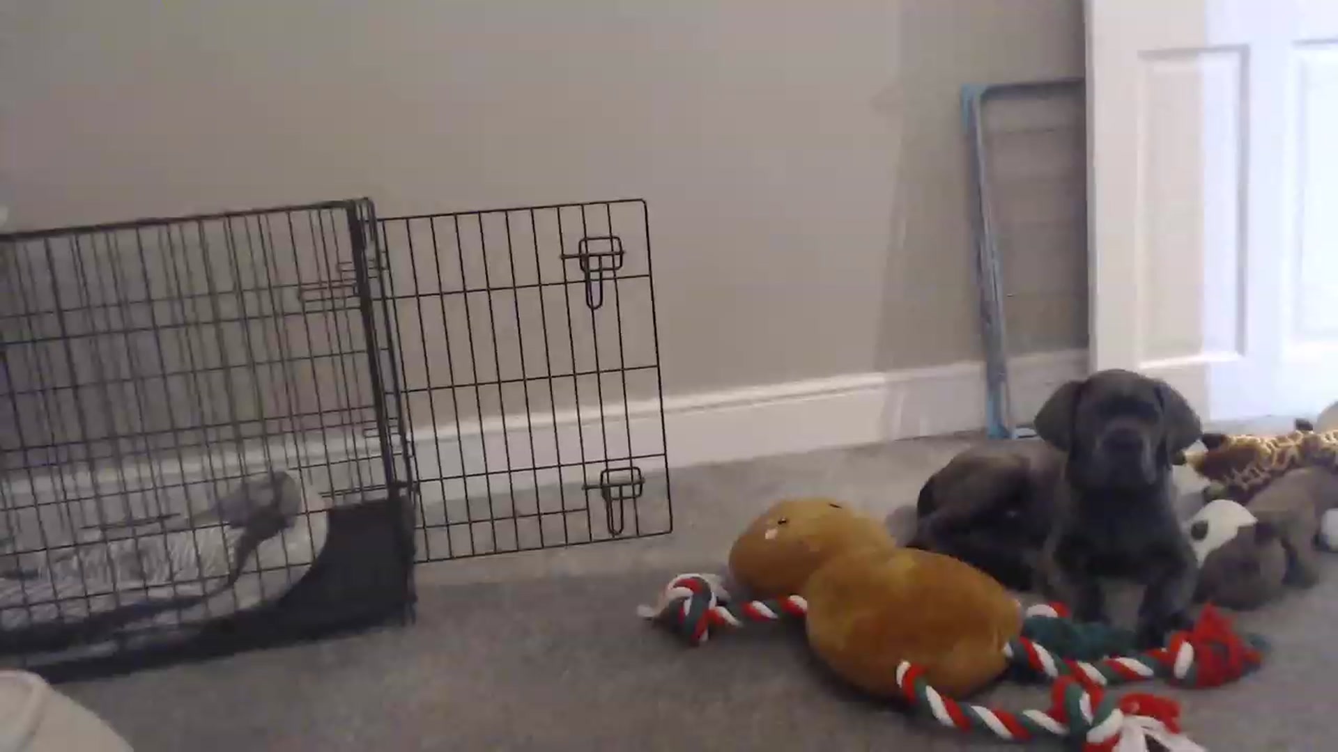 Gallery image thumbnail from Tinkerbell53's myfreecams stream on, 11/21/2022, 23:49 image 17 of 20