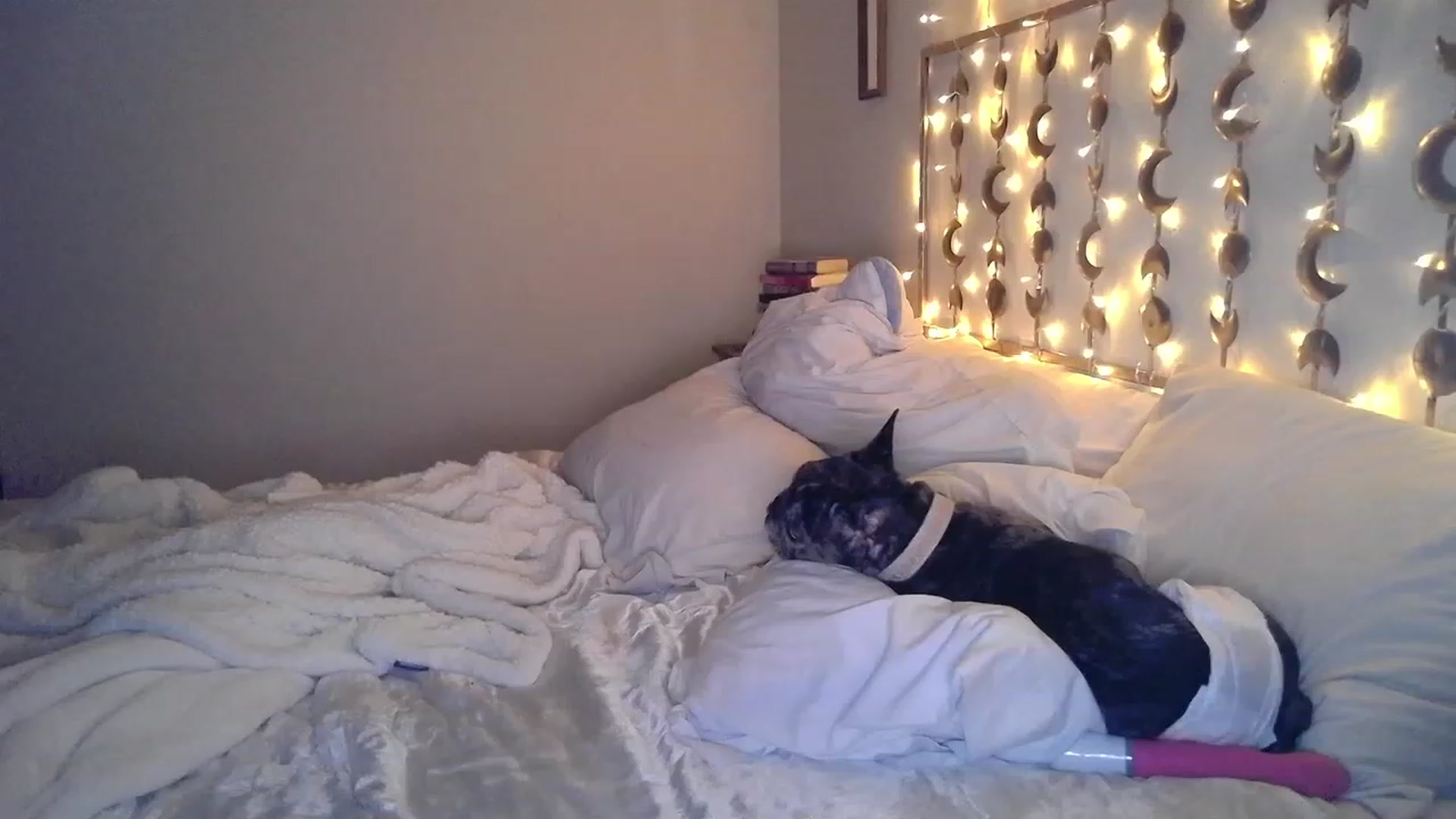 Gallery image thumbnail from TitsMcgeee's myfreecams stream on, 01/05/2023, 03:03 image 3 of 20
