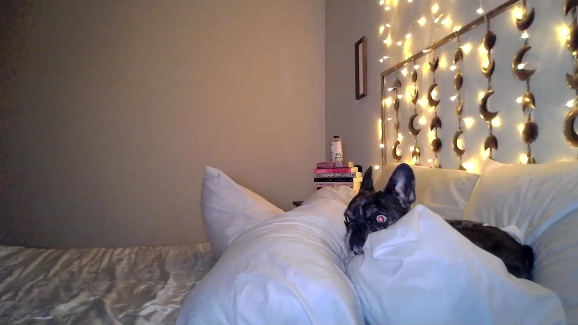 Gallery image thumbnail from TitsMcgeee's myfreecams stream on, 01/22/2023, 05:16 image 13 of 20