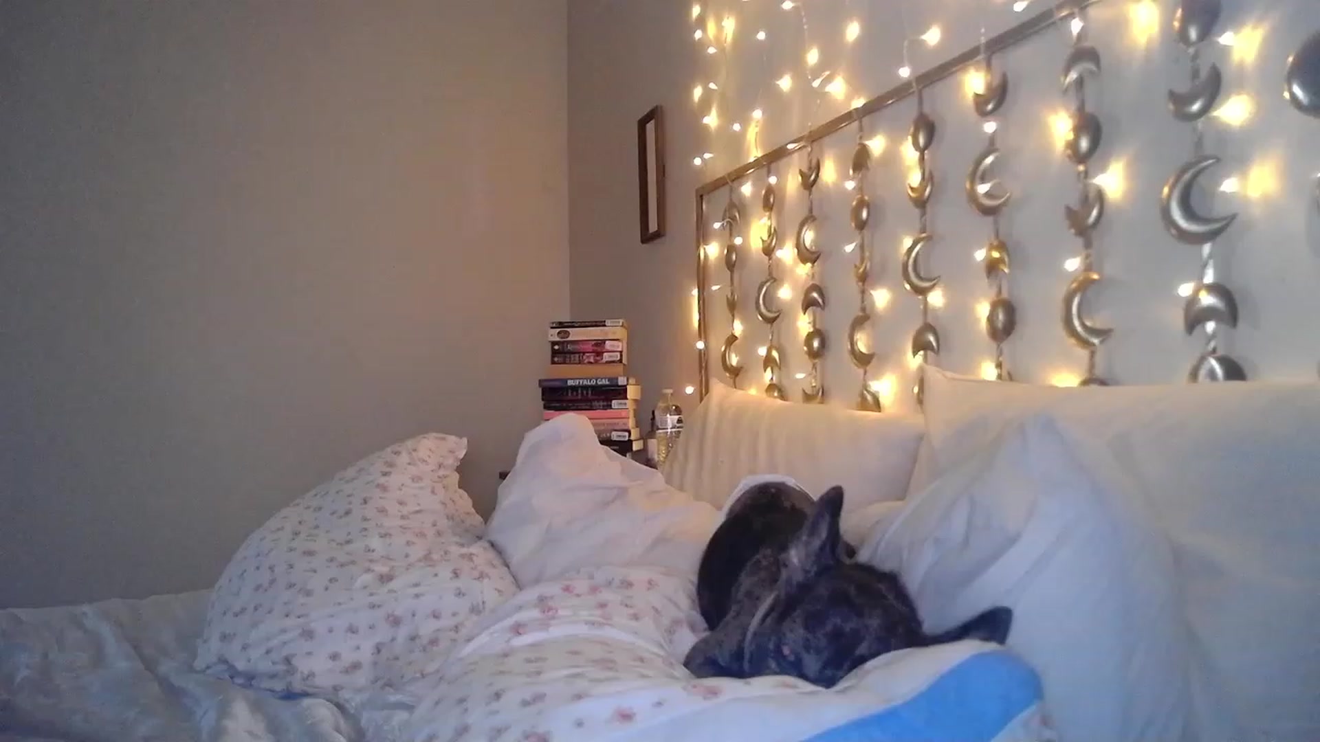 Gallery image thumbnail from TitsMcgeee's myfreecams stream on, 07/19/2023, 01:24 image 17 of 20