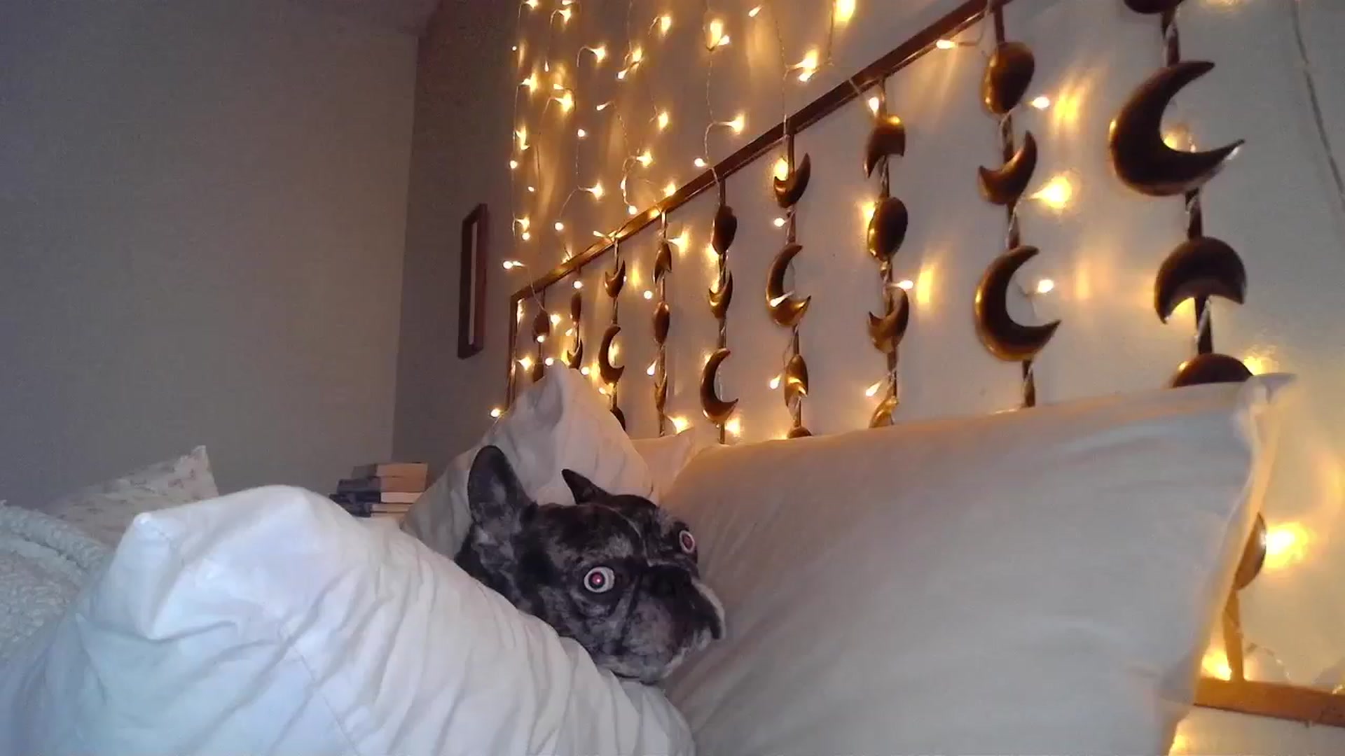 Gallery image thumbnail from TitsMcgeee's myfreecams stream on, 01/27/2024, 03:25 image 9 of 20