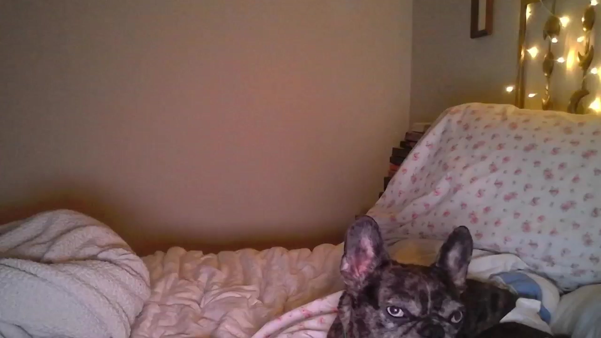 Gallery image thumbnail from TitsMcgeee's myfreecams stream on, 04/16/2024, 01:23 image 1 of 20