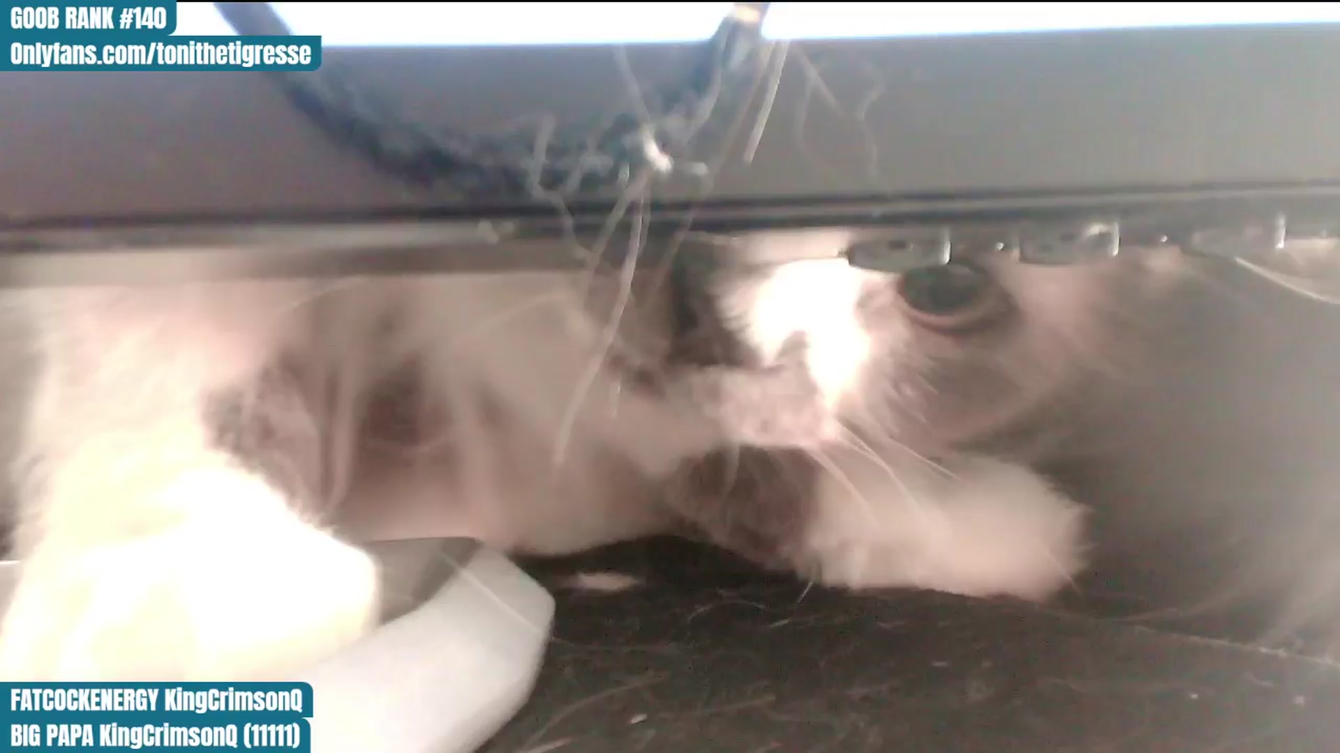 Gallery image thumbnail from ToniTigresse's myfreecams stream on, 04/07/2024, 02:31 image 3 of 20
