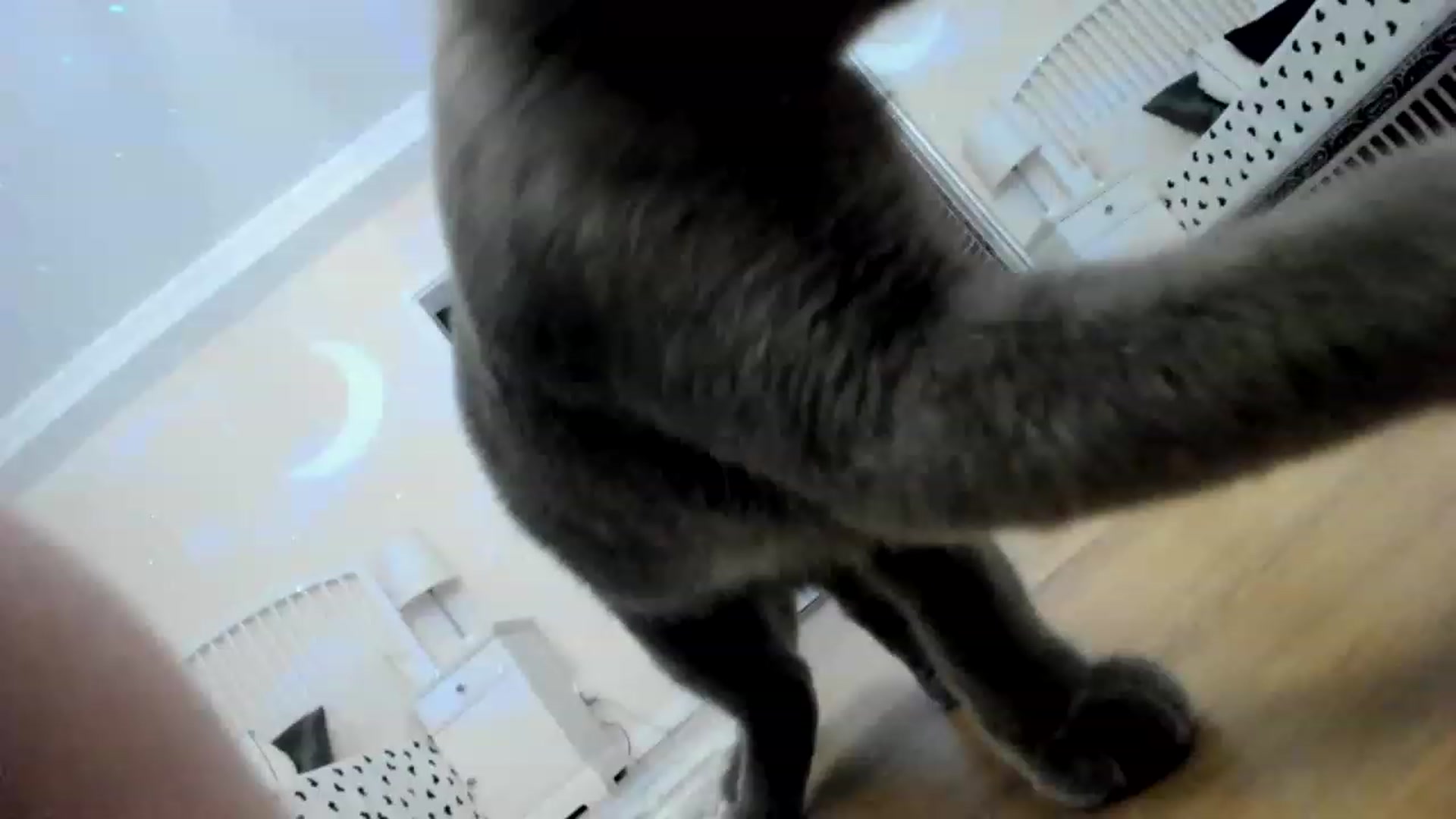 Gallery image thumbnail from TotalBella's myfreecams stream on, 08/22/2023, 24:46 image 1 of 20