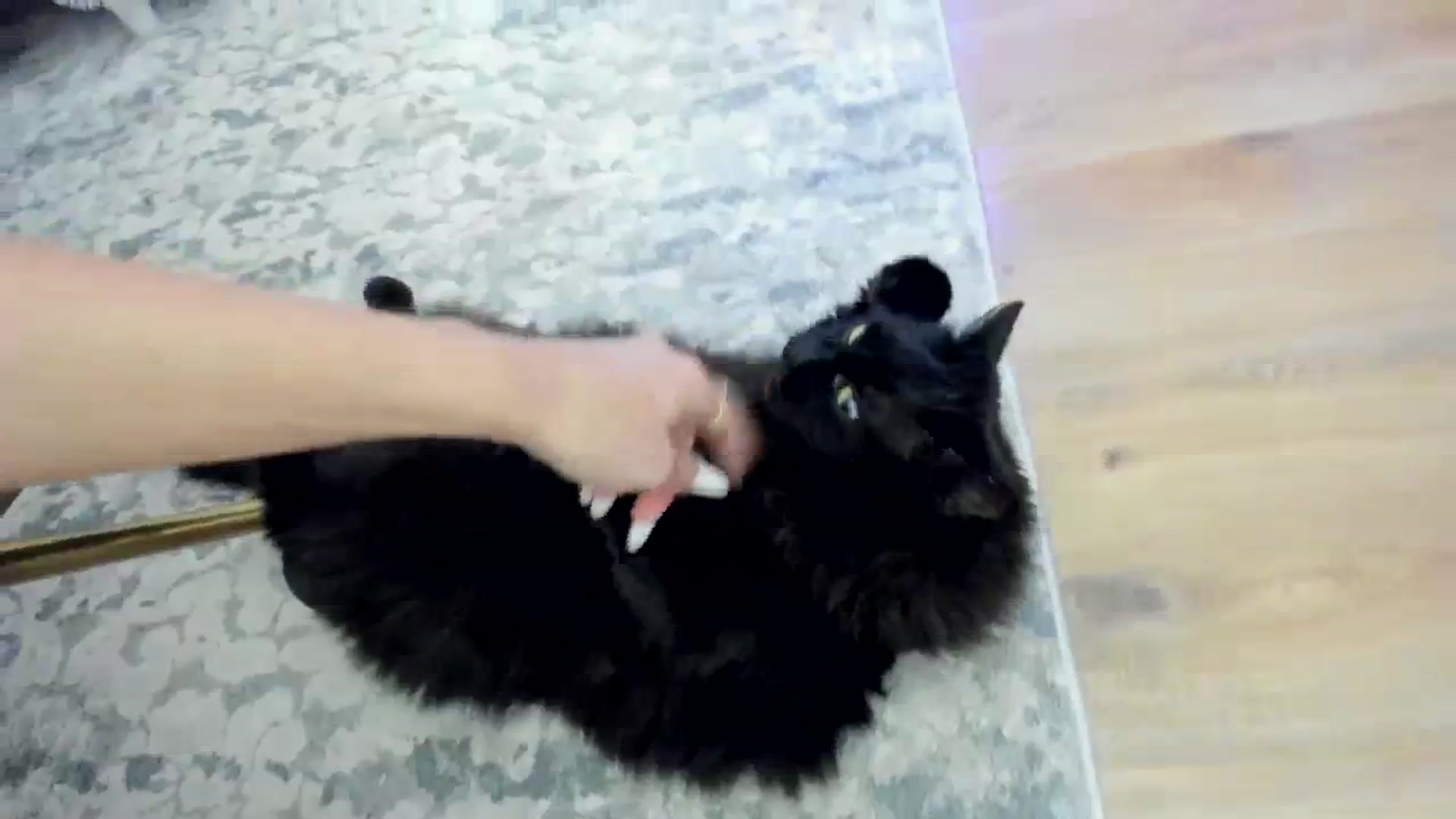 Gallery image thumbnail from TotalBella's myfreecams stream on, 12/19/2023, 01:02 image 15 of 20