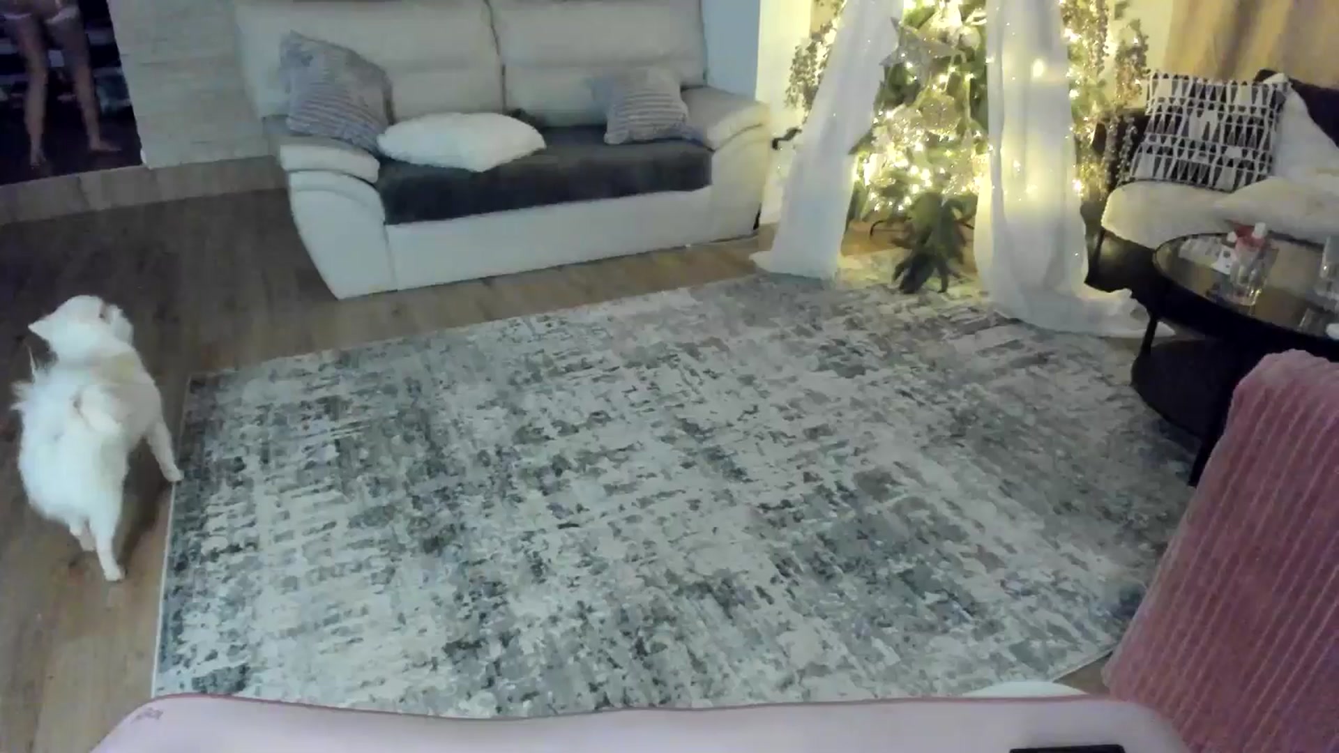 Gallery image thumbnail from TotalBella's myfreecams stream on, 12/23/2024, 24:59 image 12 of 20