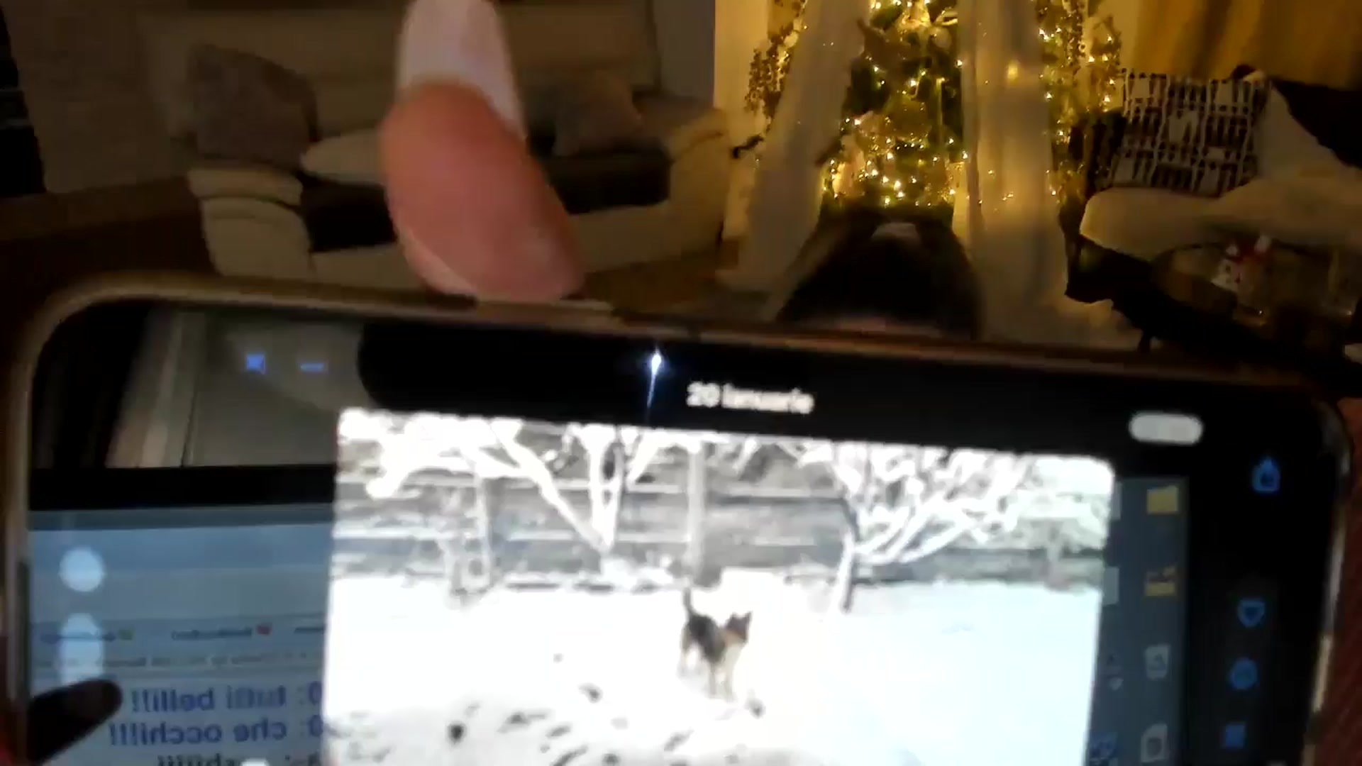Gallery image thumbnail from TotalBella's myfreecams stream on, 12/23/2024, 24:59 image 13 of 20