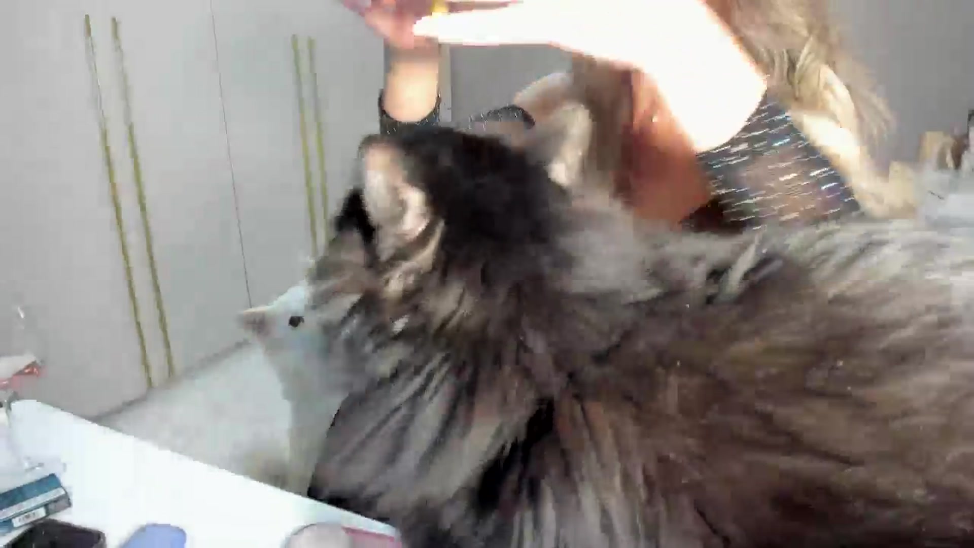 Gallery image thumbnail from TotalBella's myfreecams stream on, 01/01/2026, 01:08 image 9 of 20