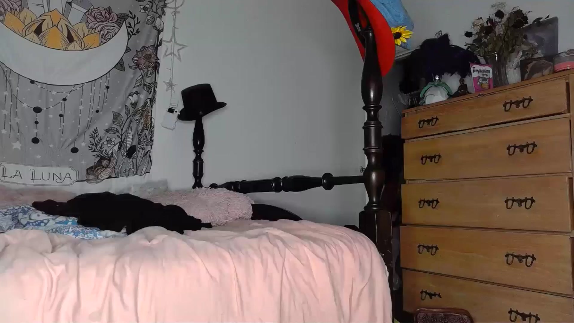 Gallery image thumbnail from TrollopTaylor's myfreecams stream on, 06/28/2024, 01:42 image 9 of 20