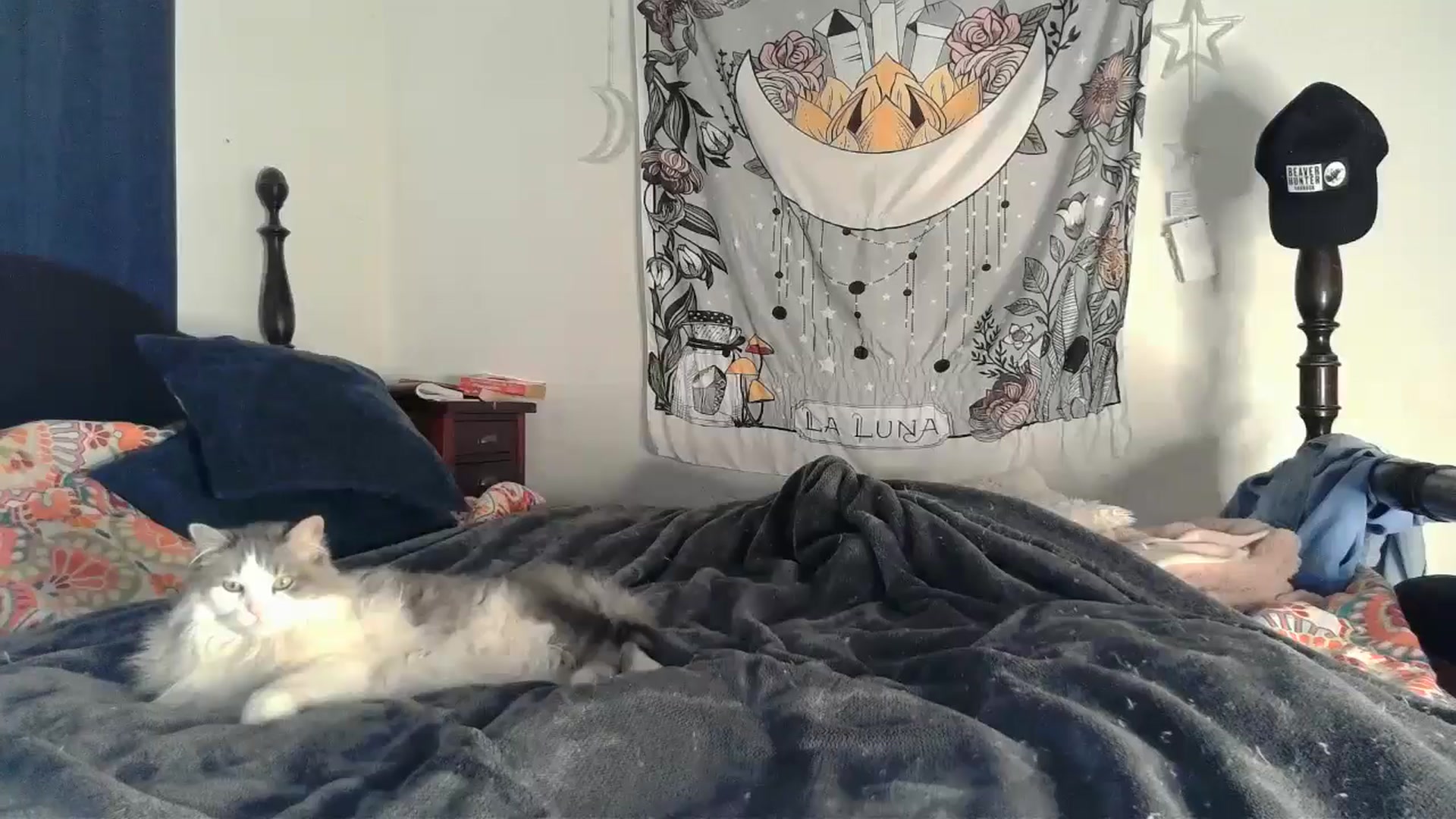 Gallery image thumbnail from TrollopTaylor's myfreecams stream on, 01/08/2025, 23:42 image 13 of 20