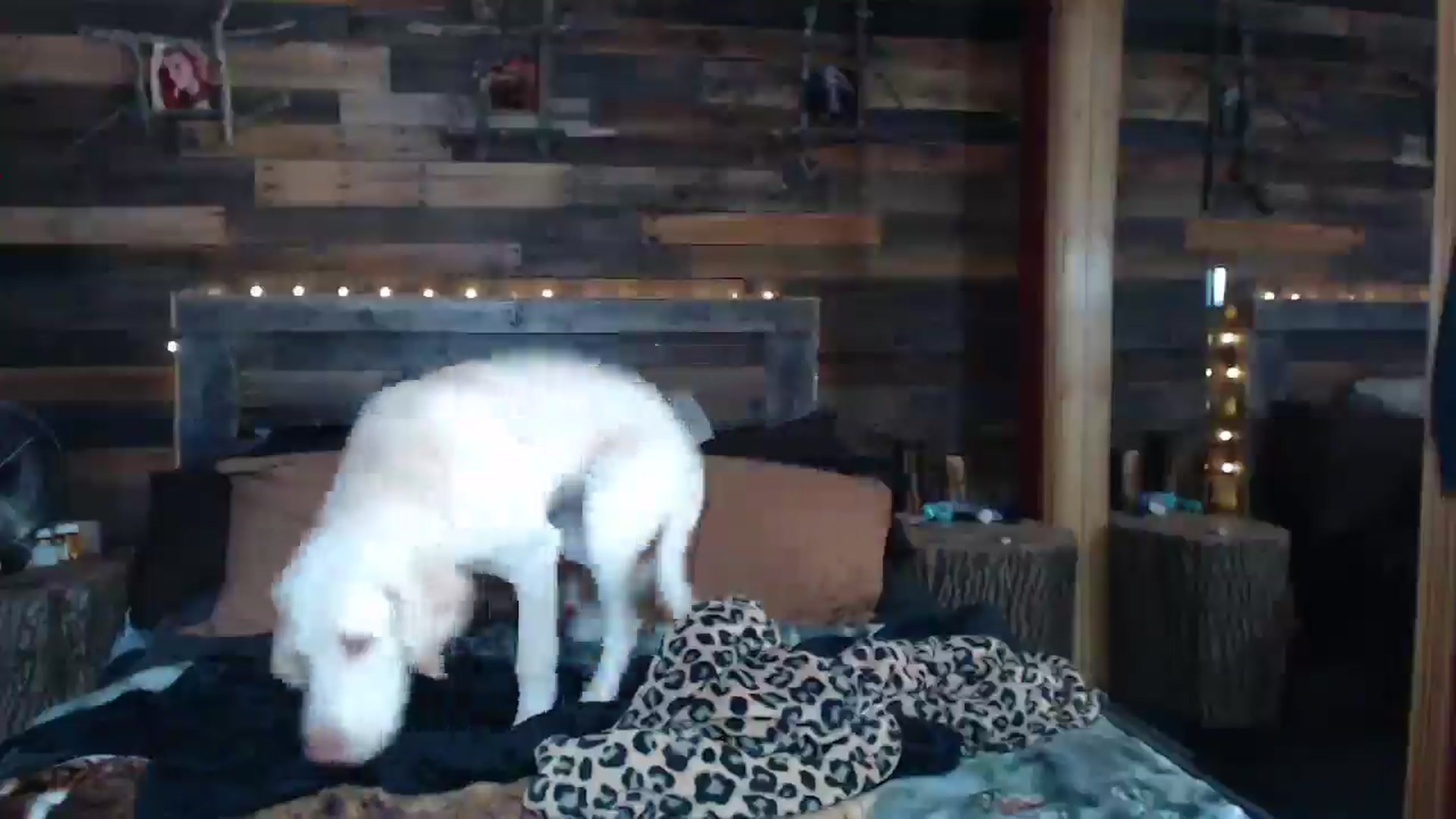 Gallery image thumbnail from TrueHalo's myfreecams stream on, 08/09/2025, 20:31 image 19 of 20