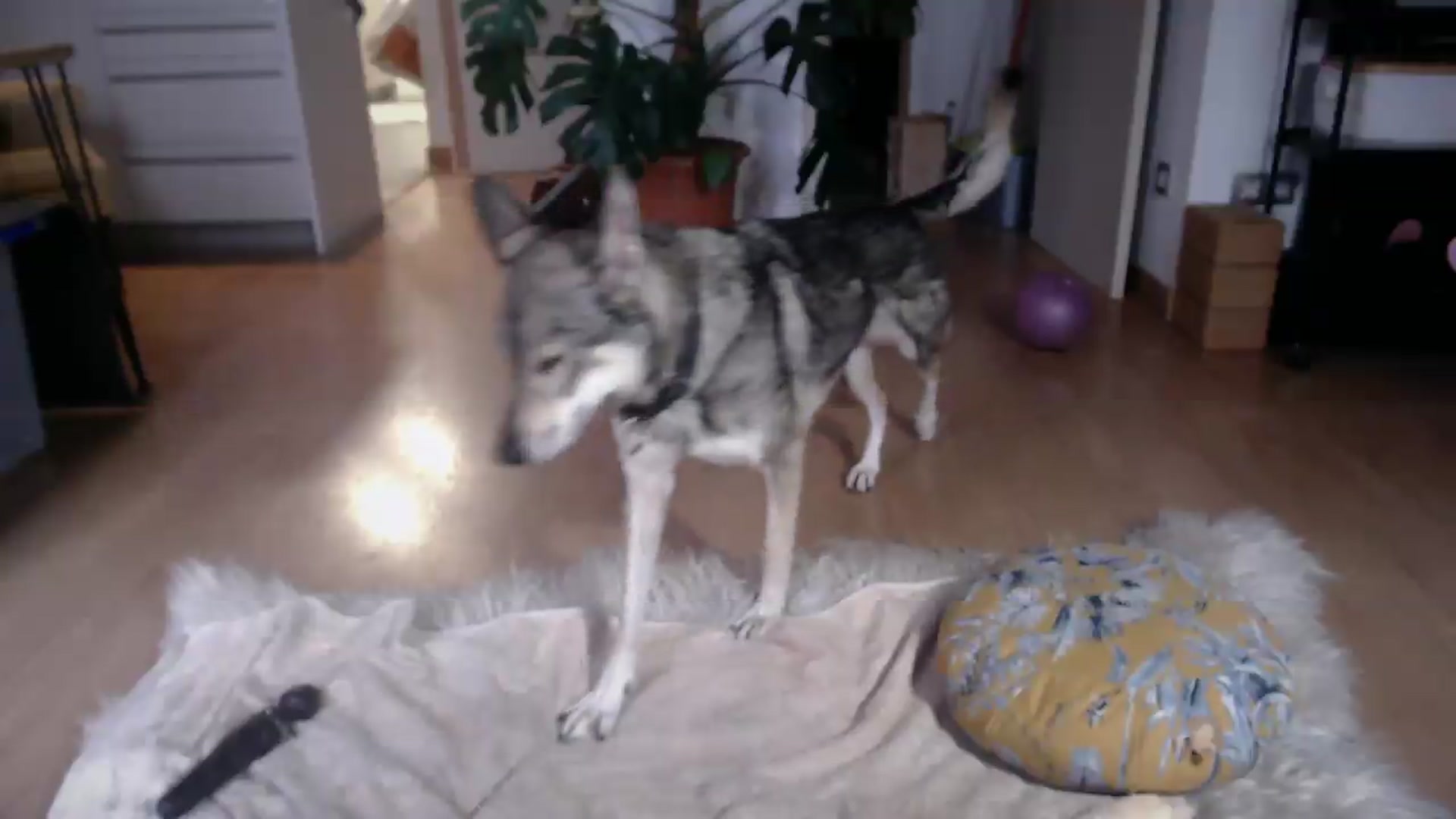 Gallery image thumbnail from TulaLulaVida's myfreecams stream on, 07/28/2026, 16:08 image 20 of 20