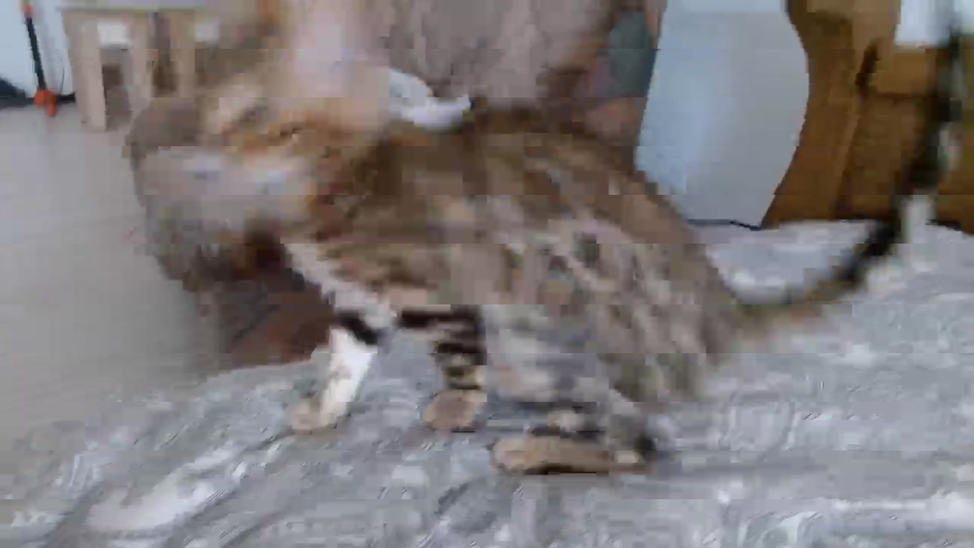 Gallery image thumbnail from UGLYGIRL_'s myfreecams stream on, 09/14/2023, 14:46 image 3 of 20