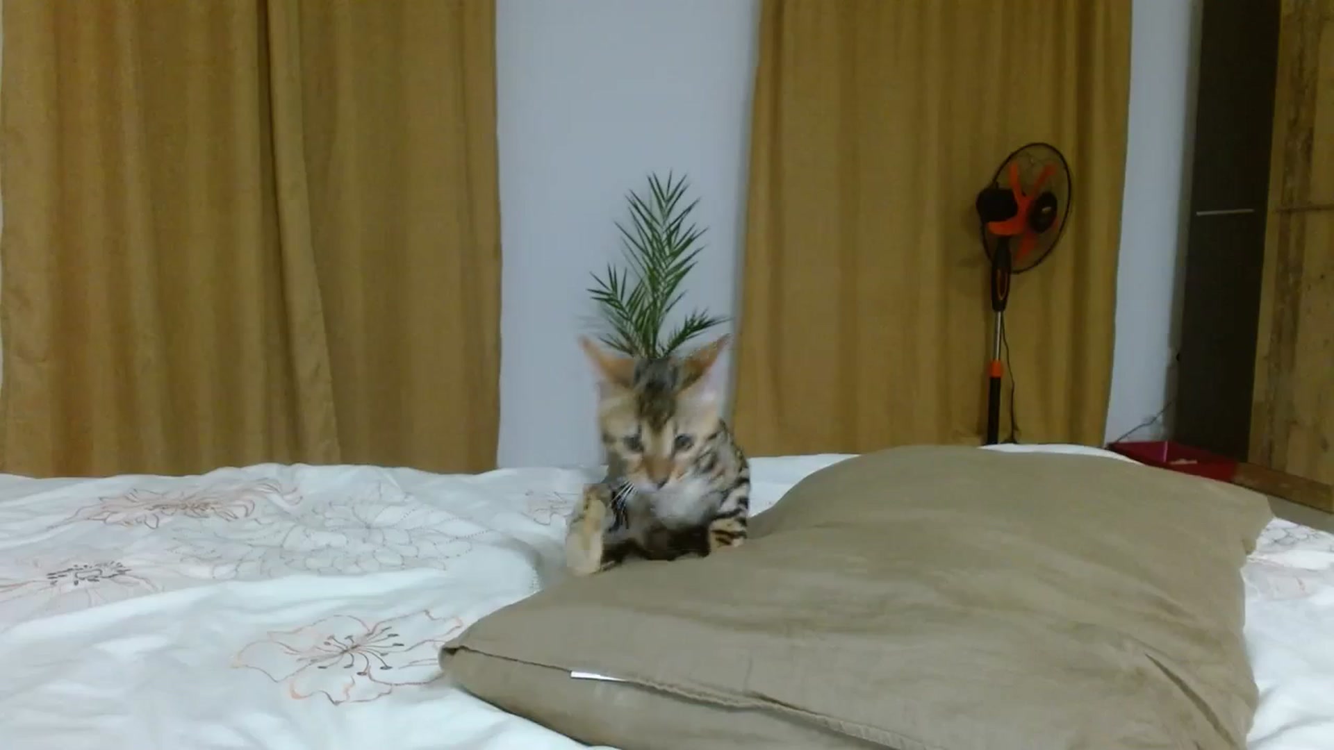 Gallery image thumbnail from UGLYGIRL_'s myfreecams stream on, 09/23/2023, 18:27 image 20 of 20